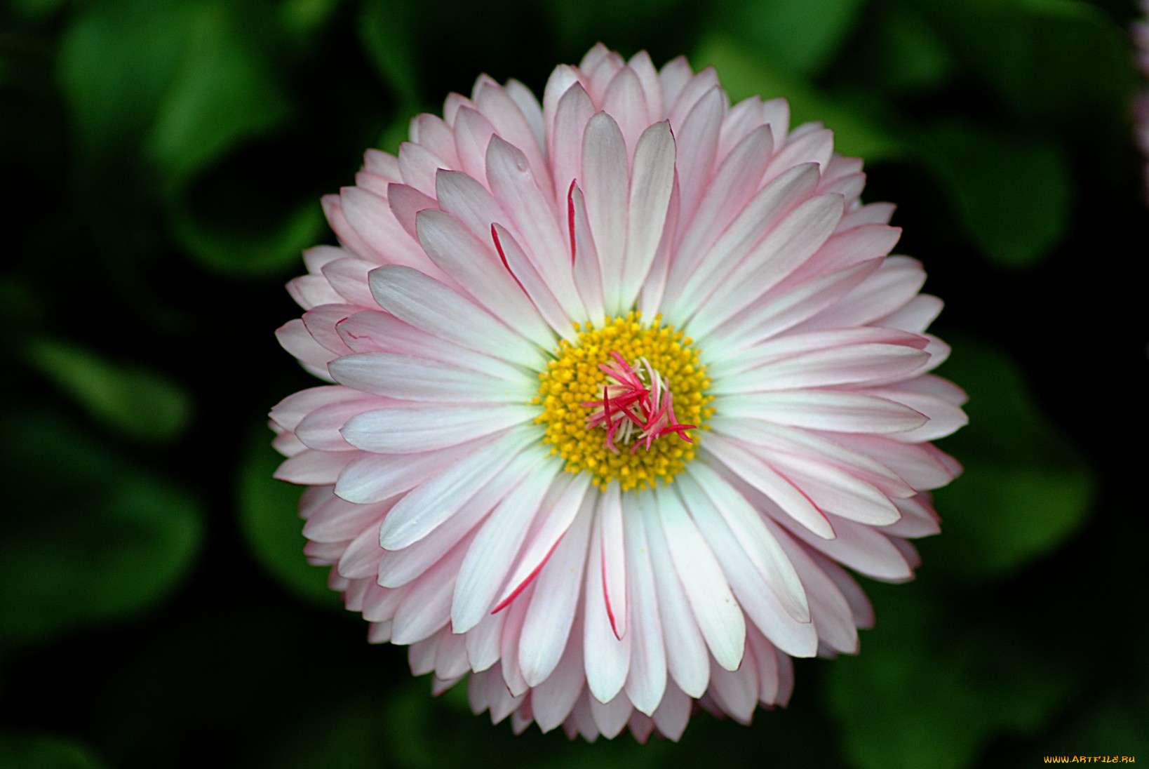 цветы, маргаритки, лепестки