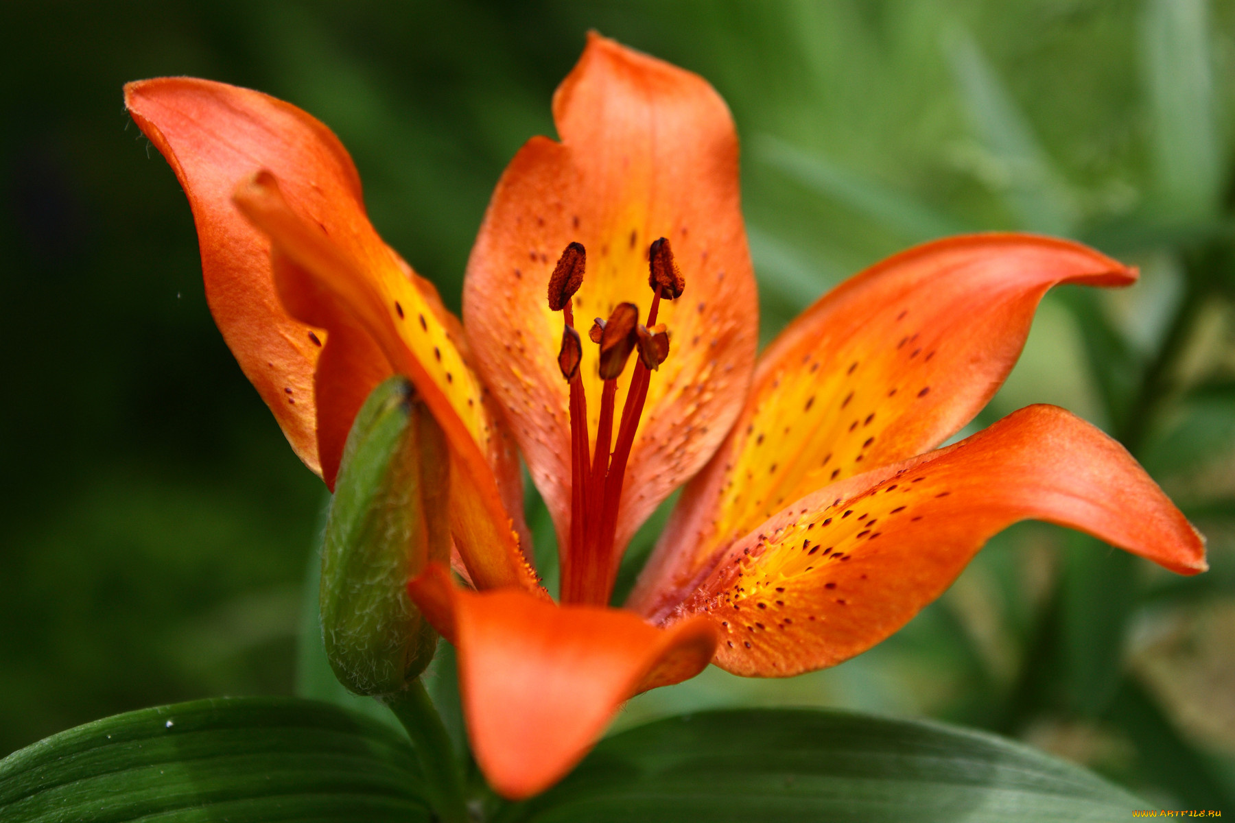 цветы, лилии, лилейники, лепестки