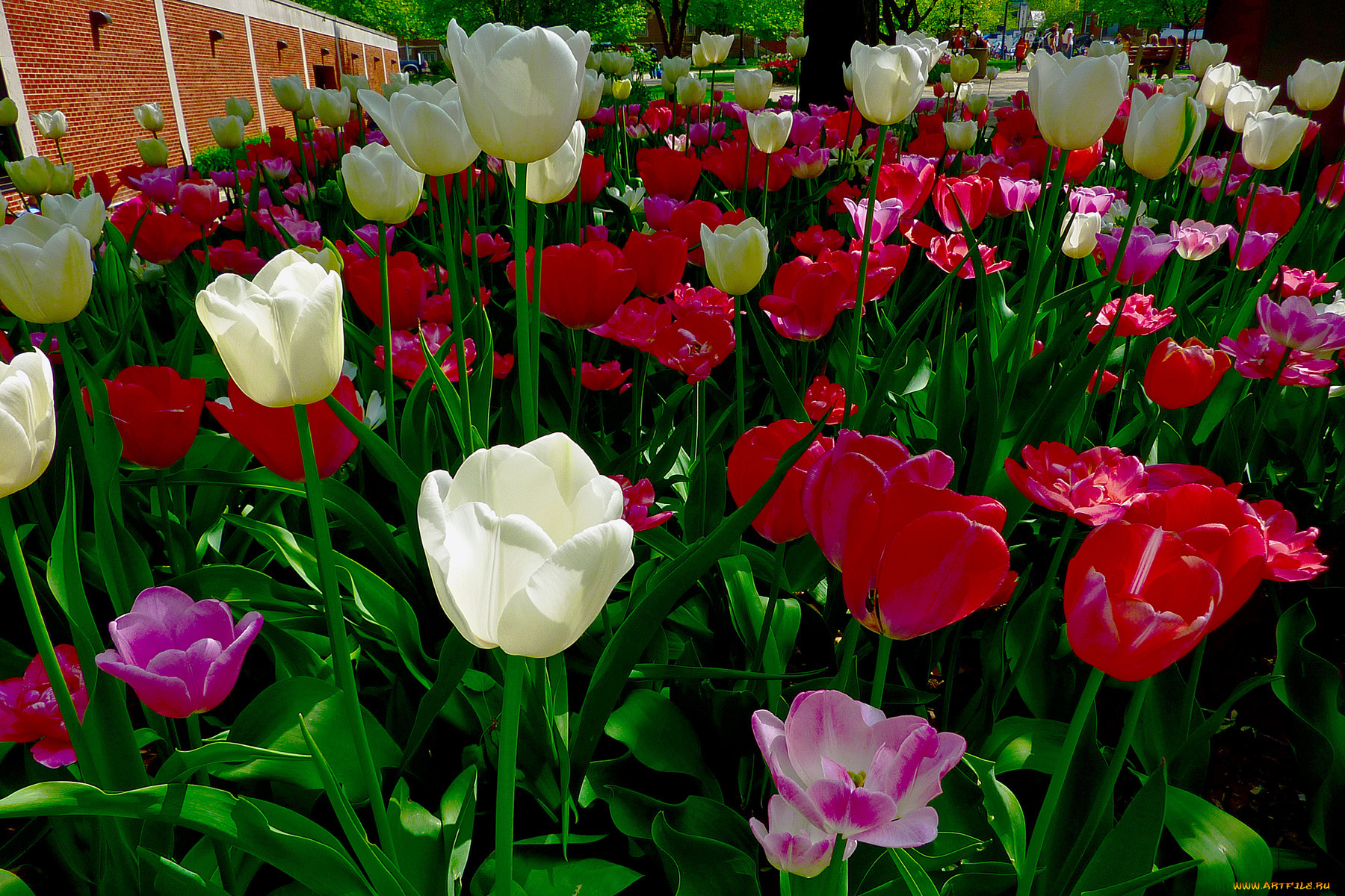 цветы, тюльпаны, краснве