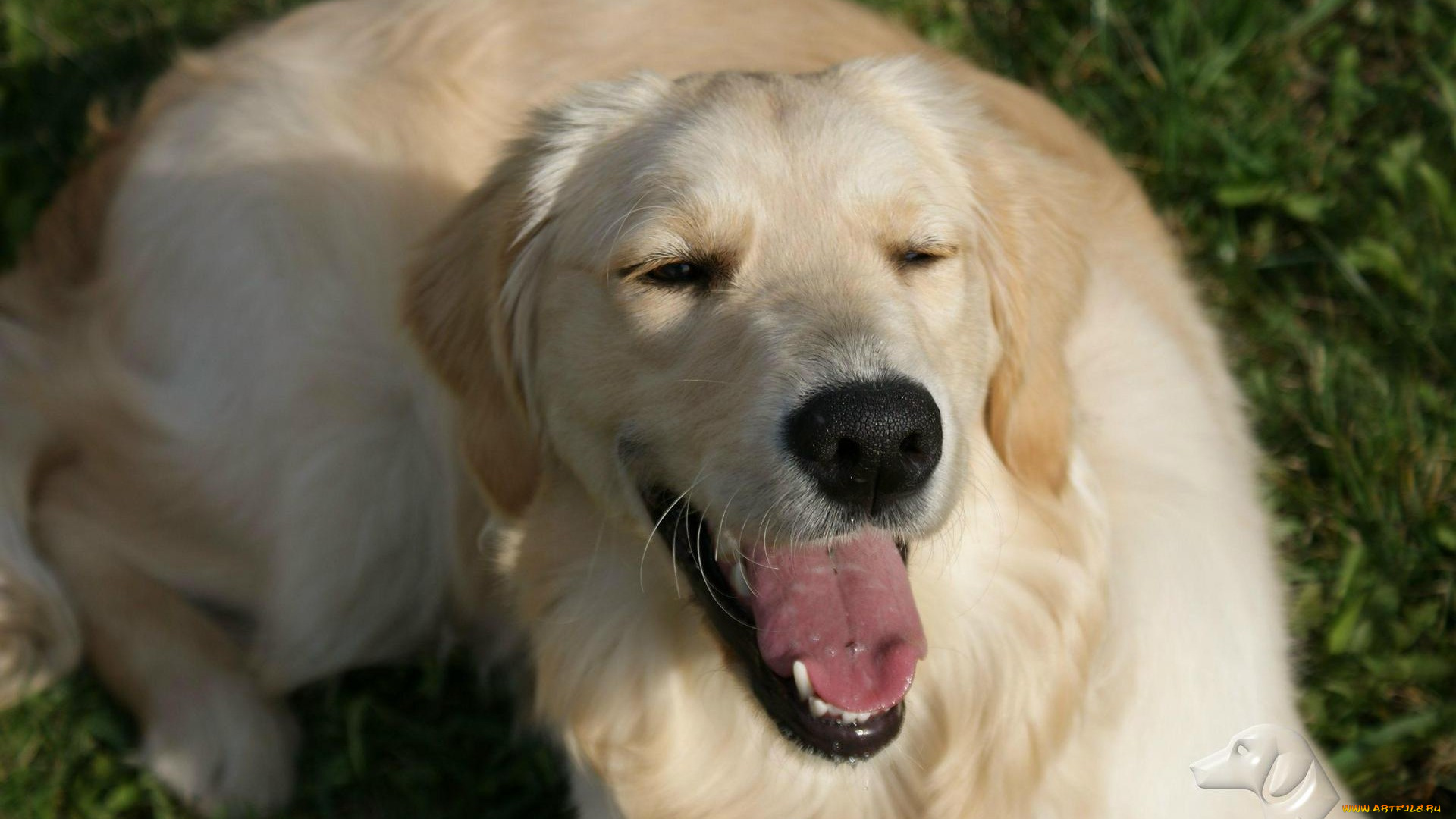 автор, geronima, животные, собаки, golden, retriever