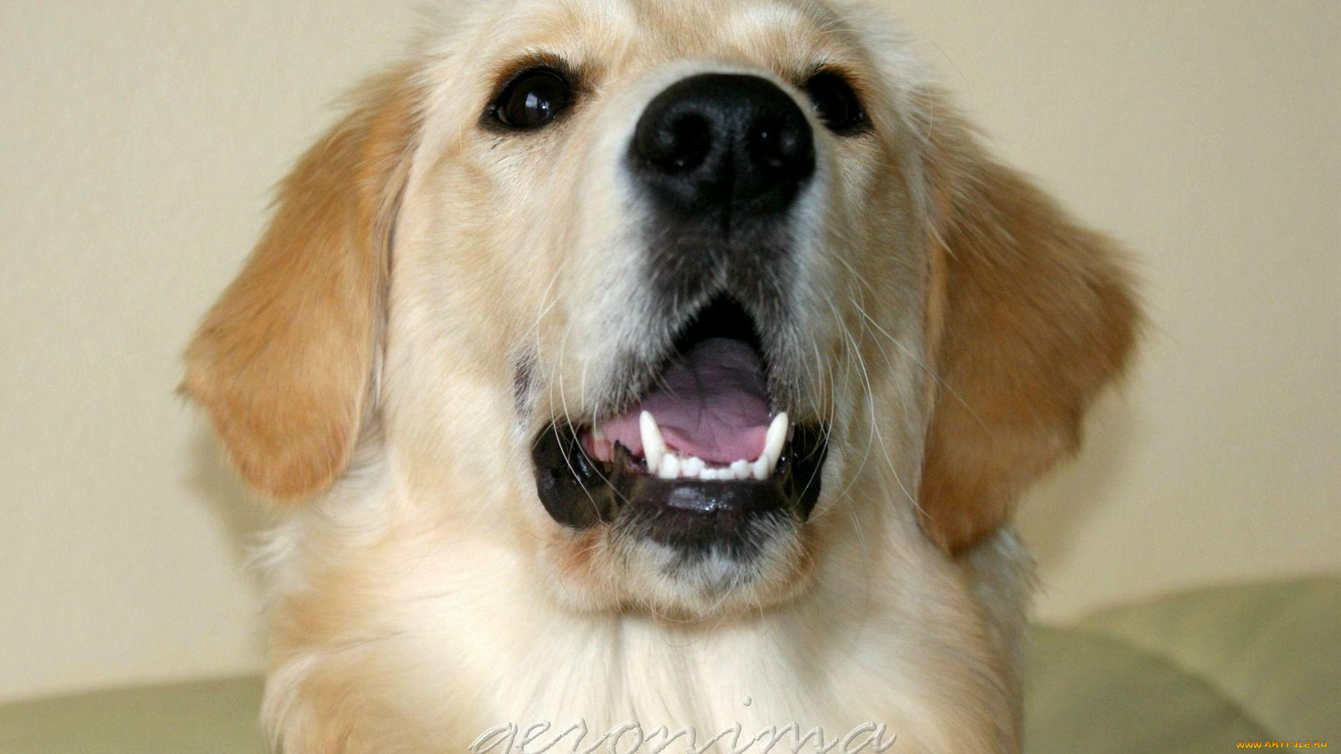 автор, geronima, животные, собаки, golden, retriever