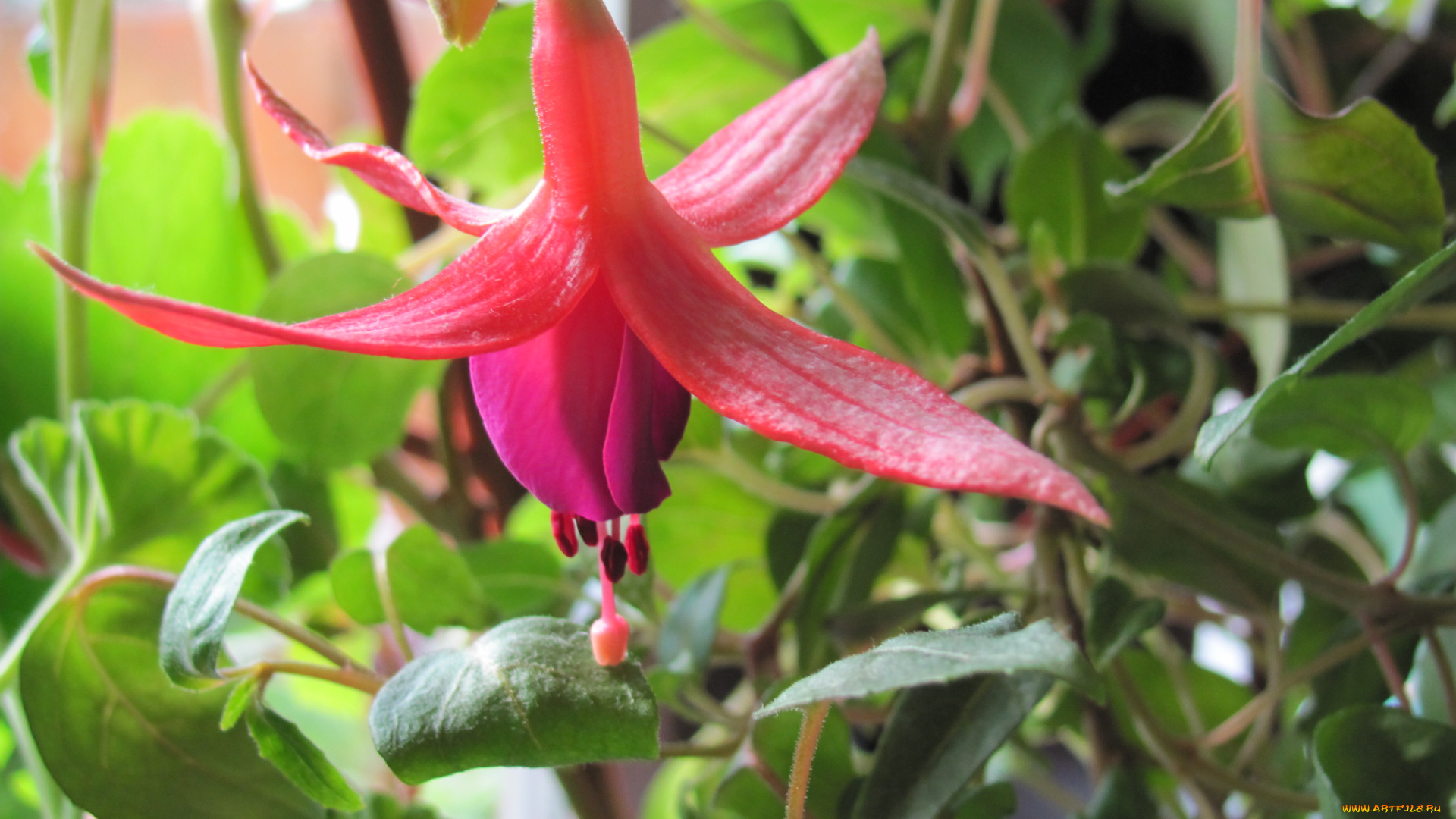 цветы, фуксия, розовый