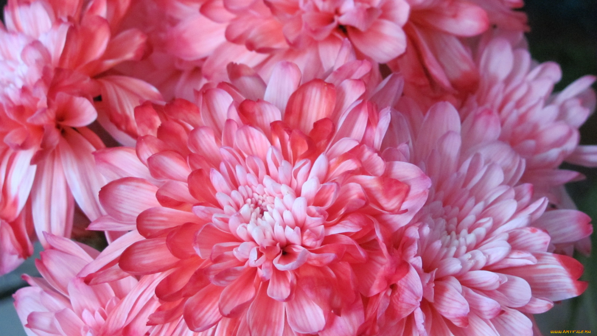 цветы, хризантемы, макро