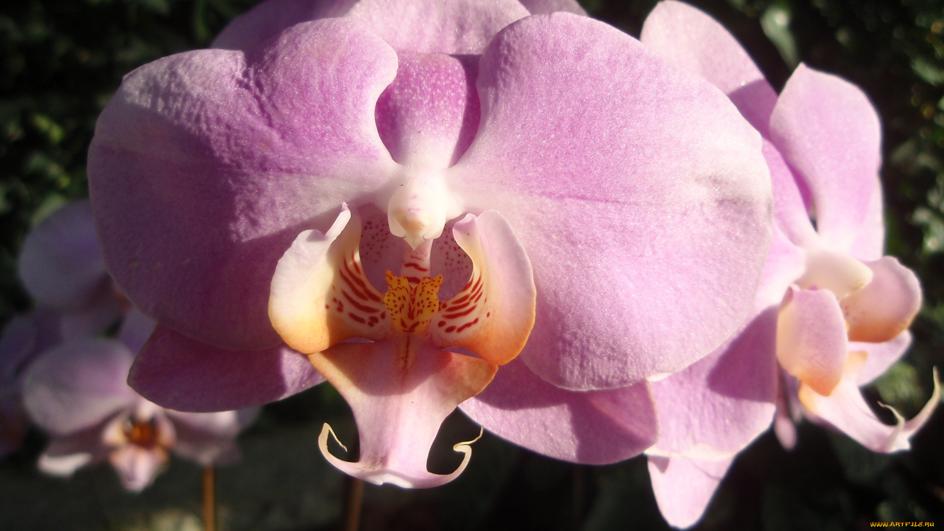 цветы, орхидеи, экзотика, розовый