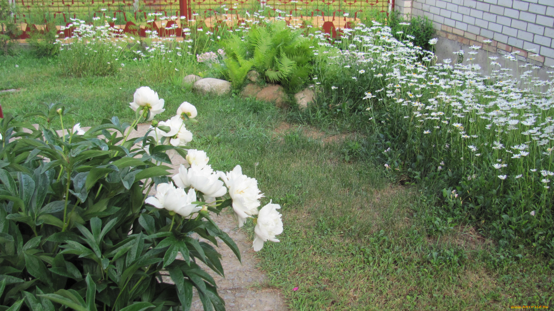 цветы, разные, вместе, пионы, ромашки, папоротник