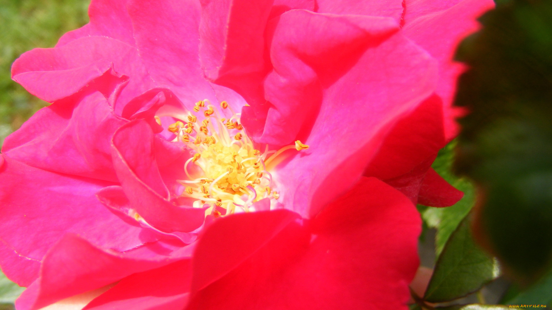 цветы, розы, макро