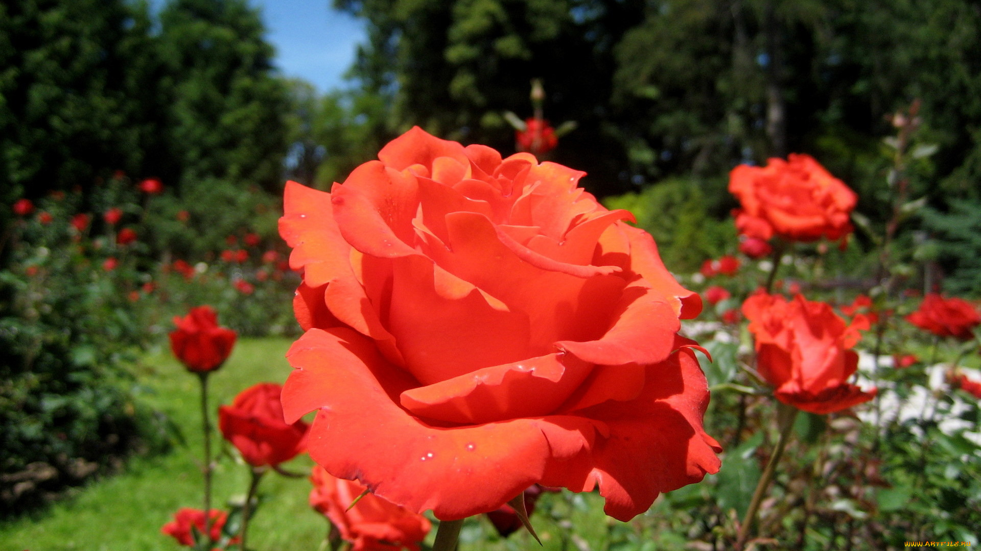 цветы, розы, розарий