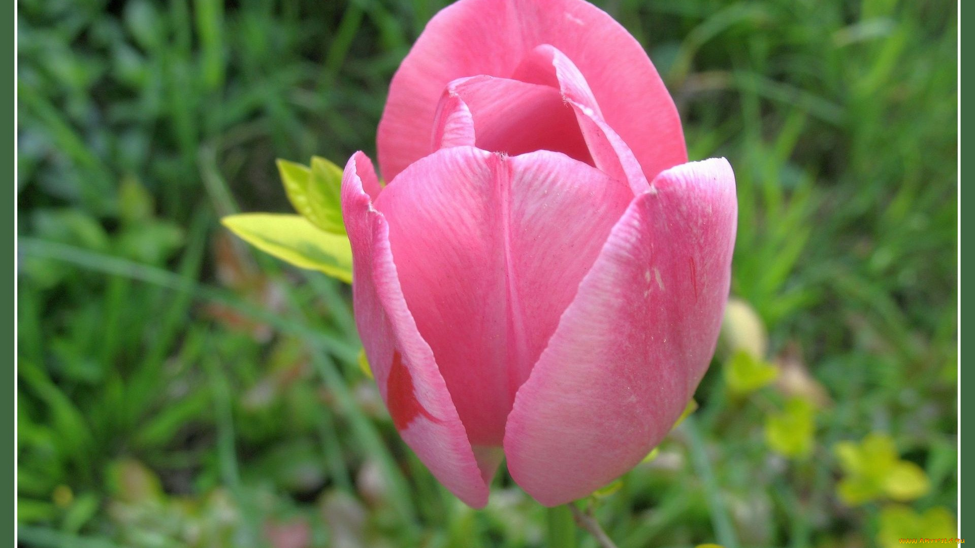 цветы, тюльпаны, розовый