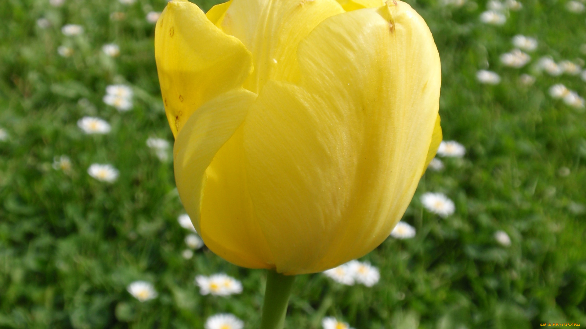 цветы, тюльпаны, желтый