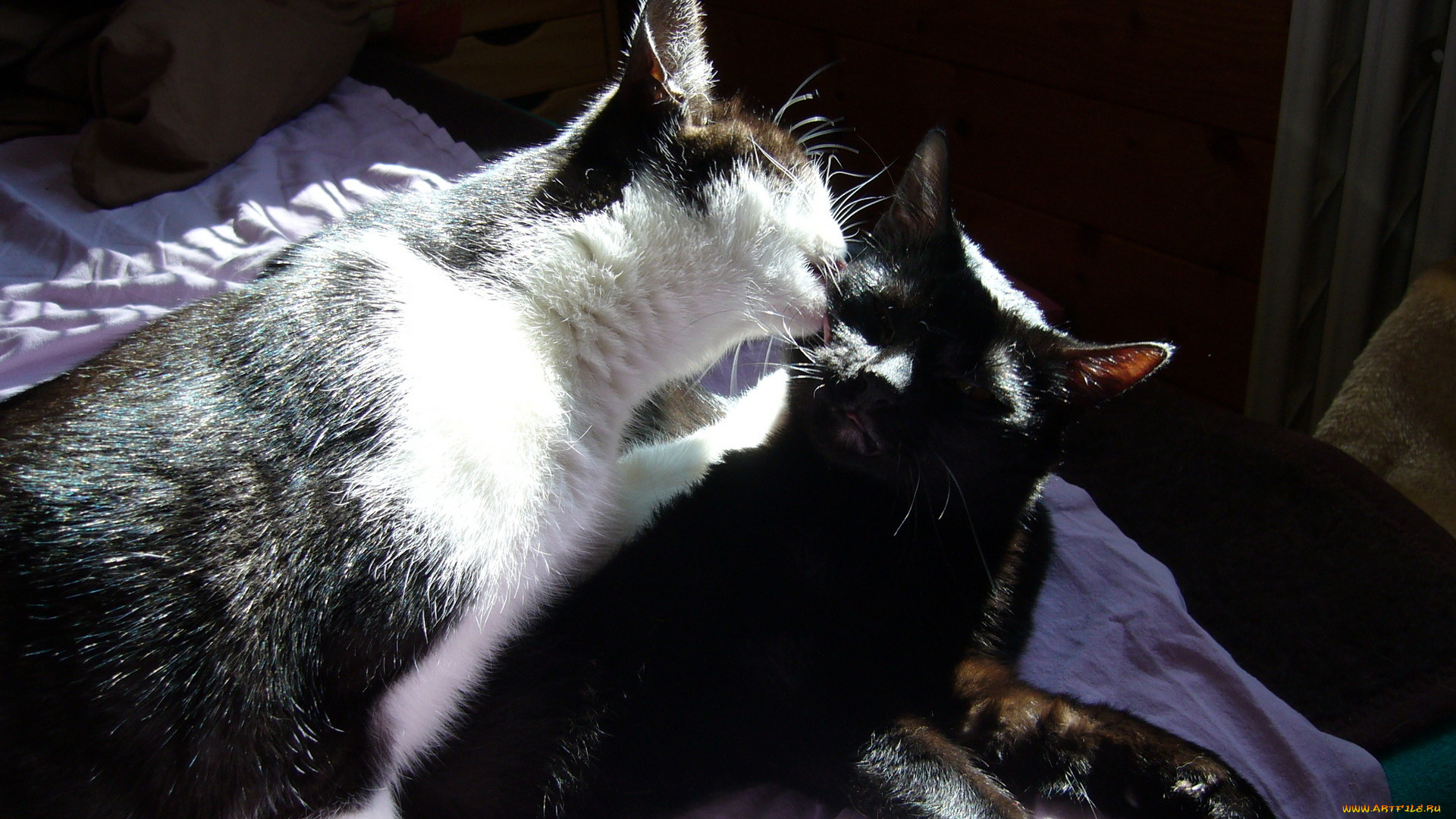 животные, коты, ласка