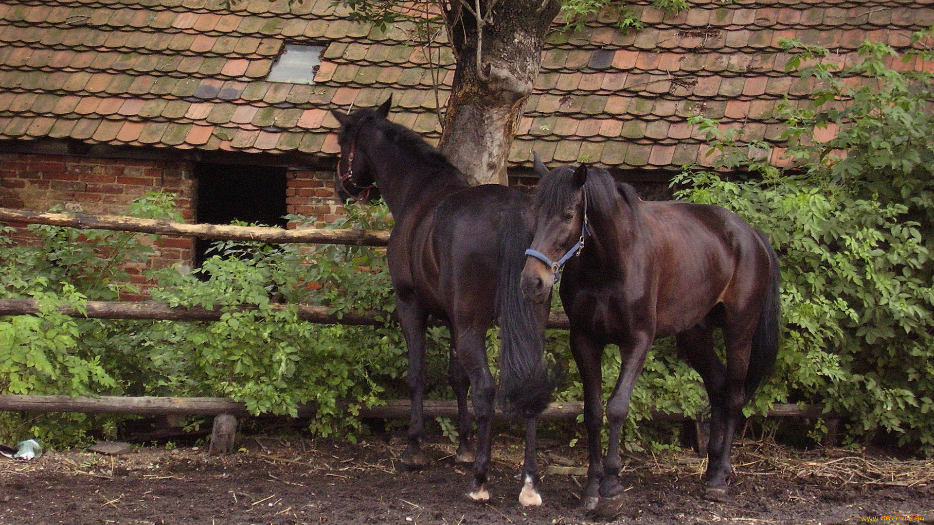 животные, лошади, кусты, сарай