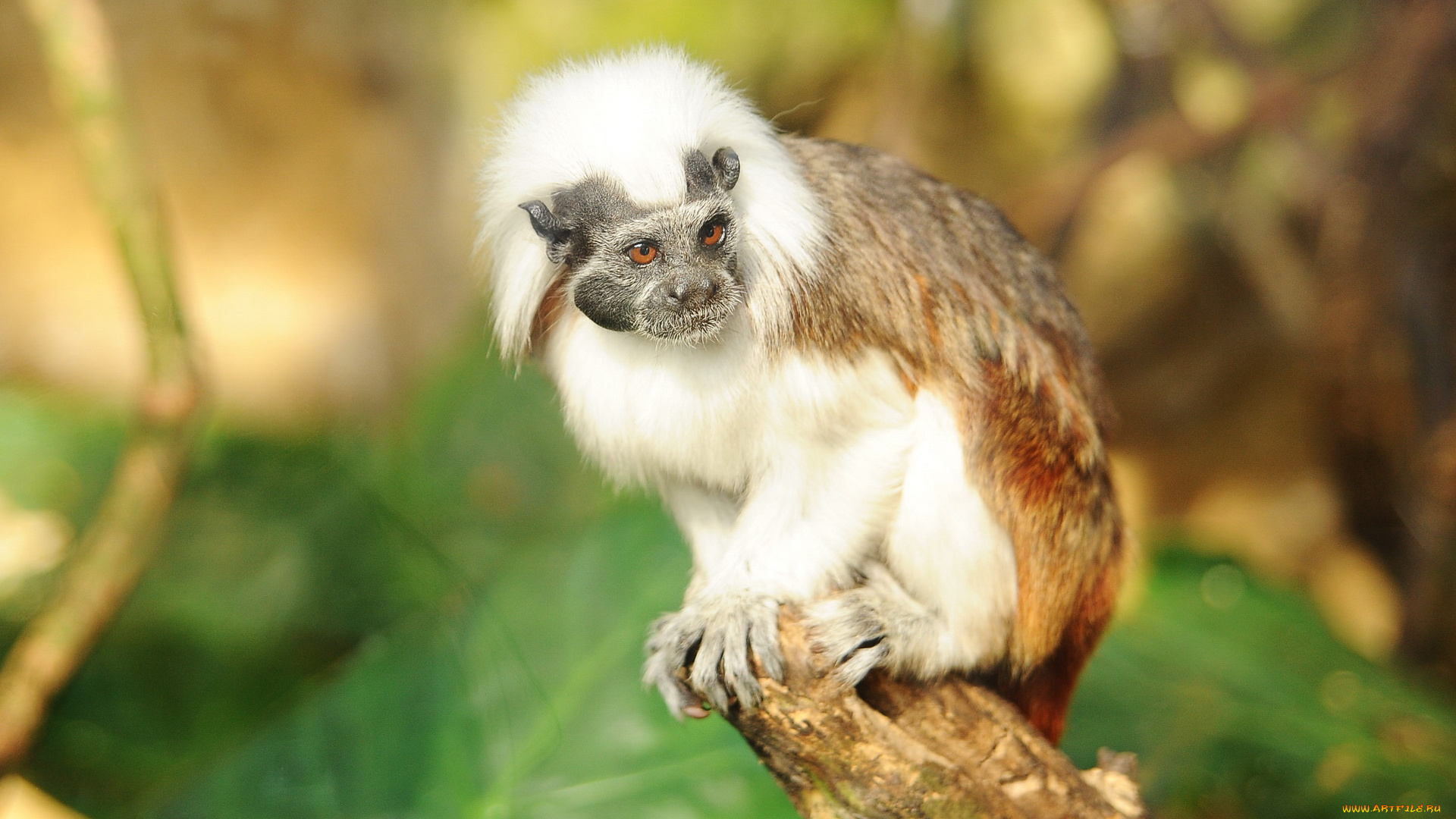 животные, обезьяны, ветка