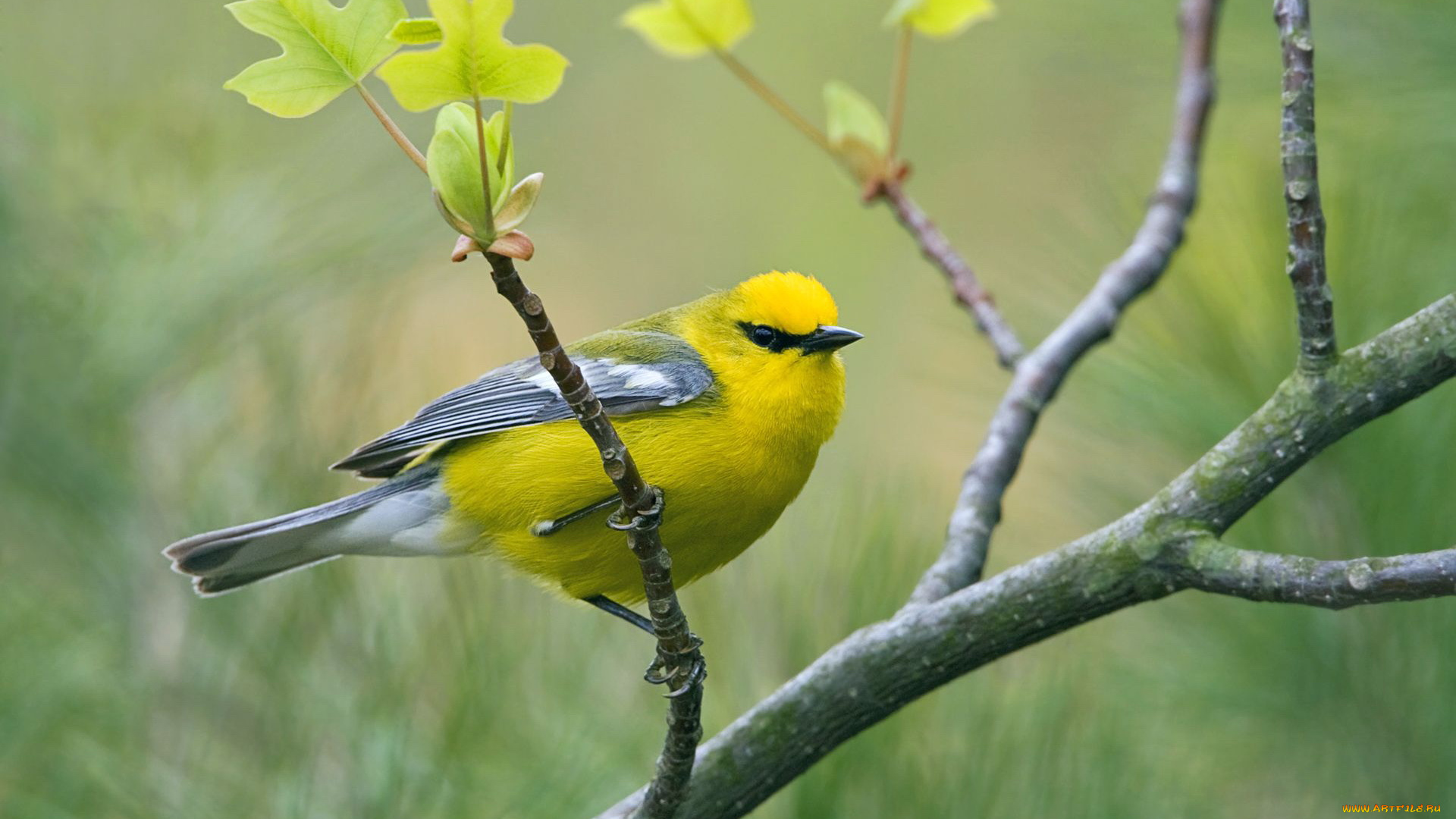 животные, птицы, ветка, птица