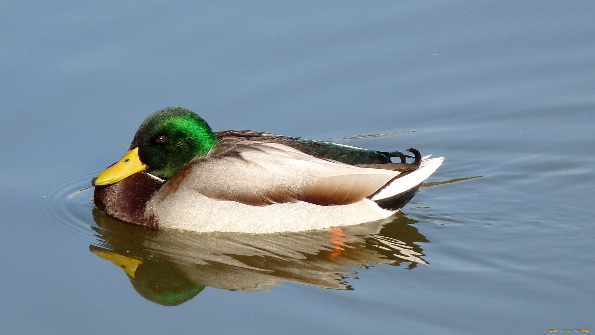 животные, утки, вода, утка