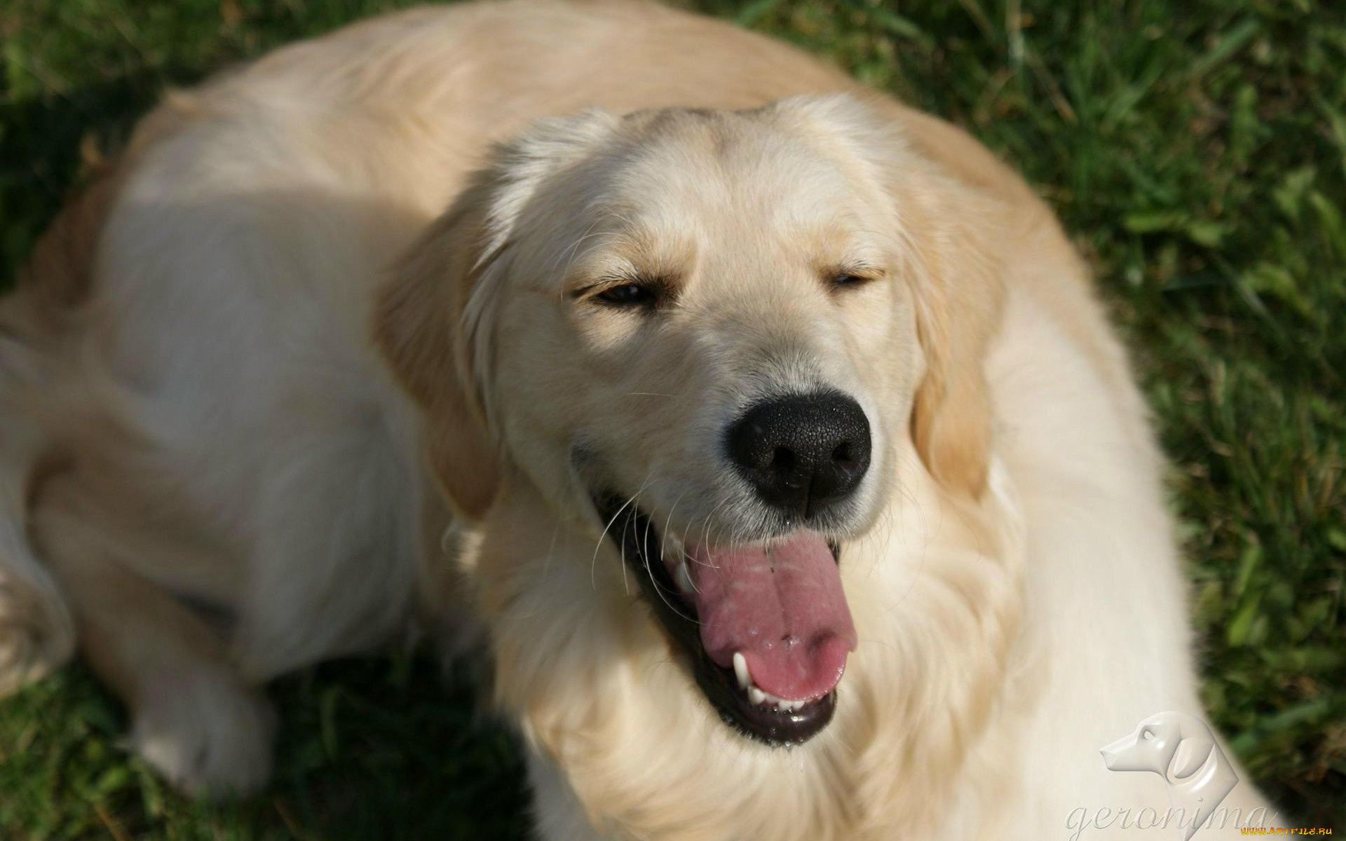 автор, geronima, животные, собаки, golden, retriever