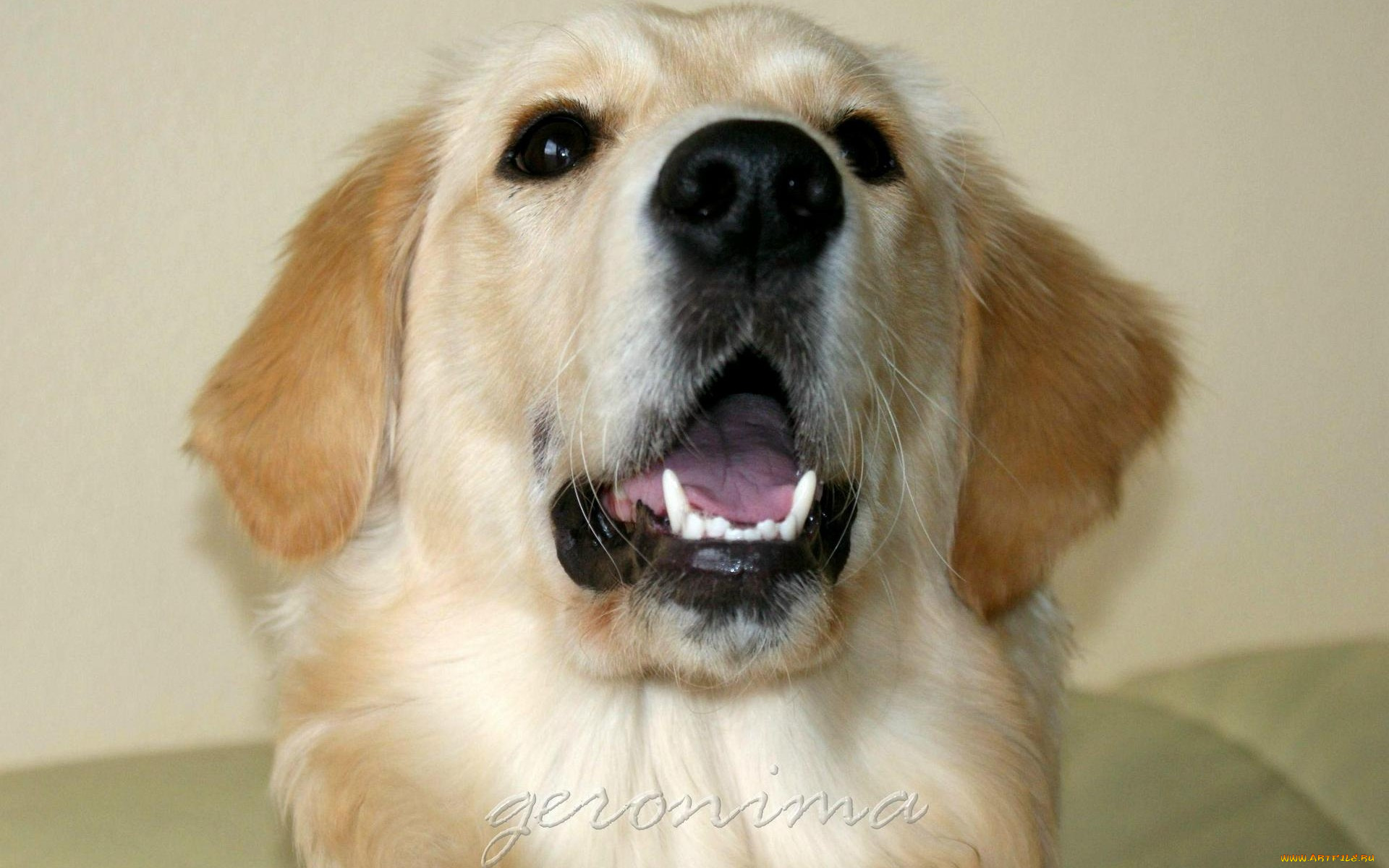 автор, geronima, животные, собаки, golden, retriever