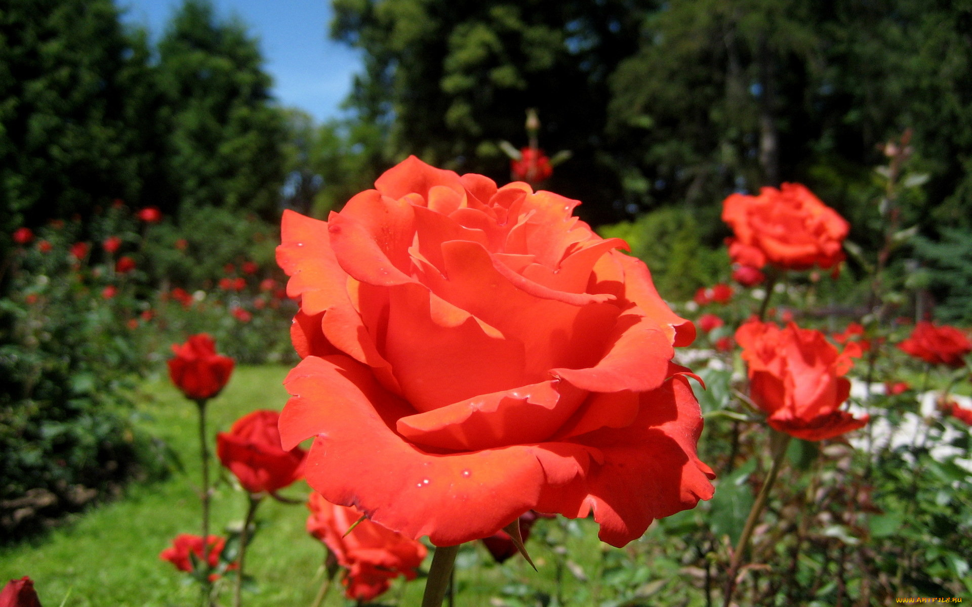 цветы, розы, розарий