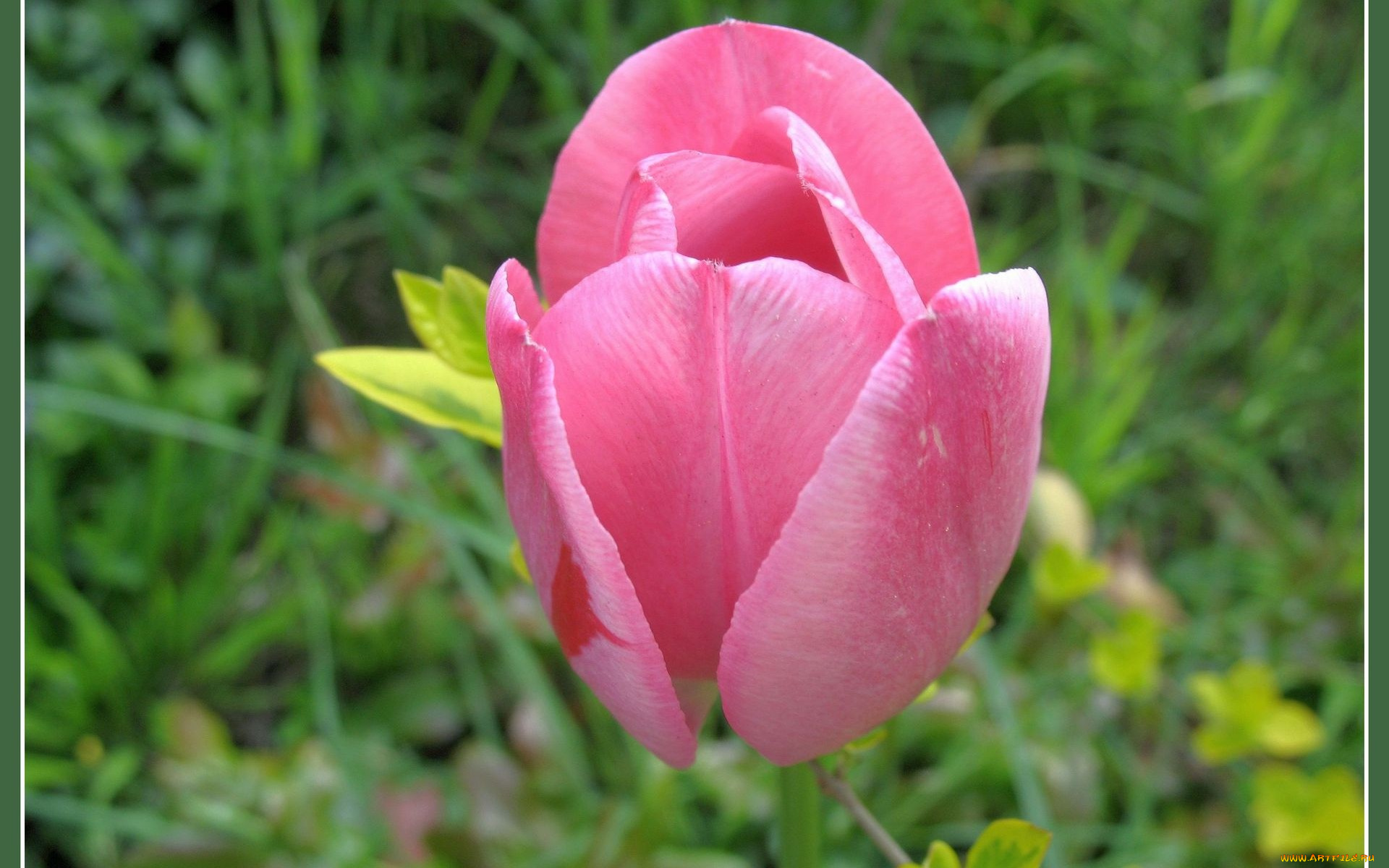 цветы, тюльпаны, розовый