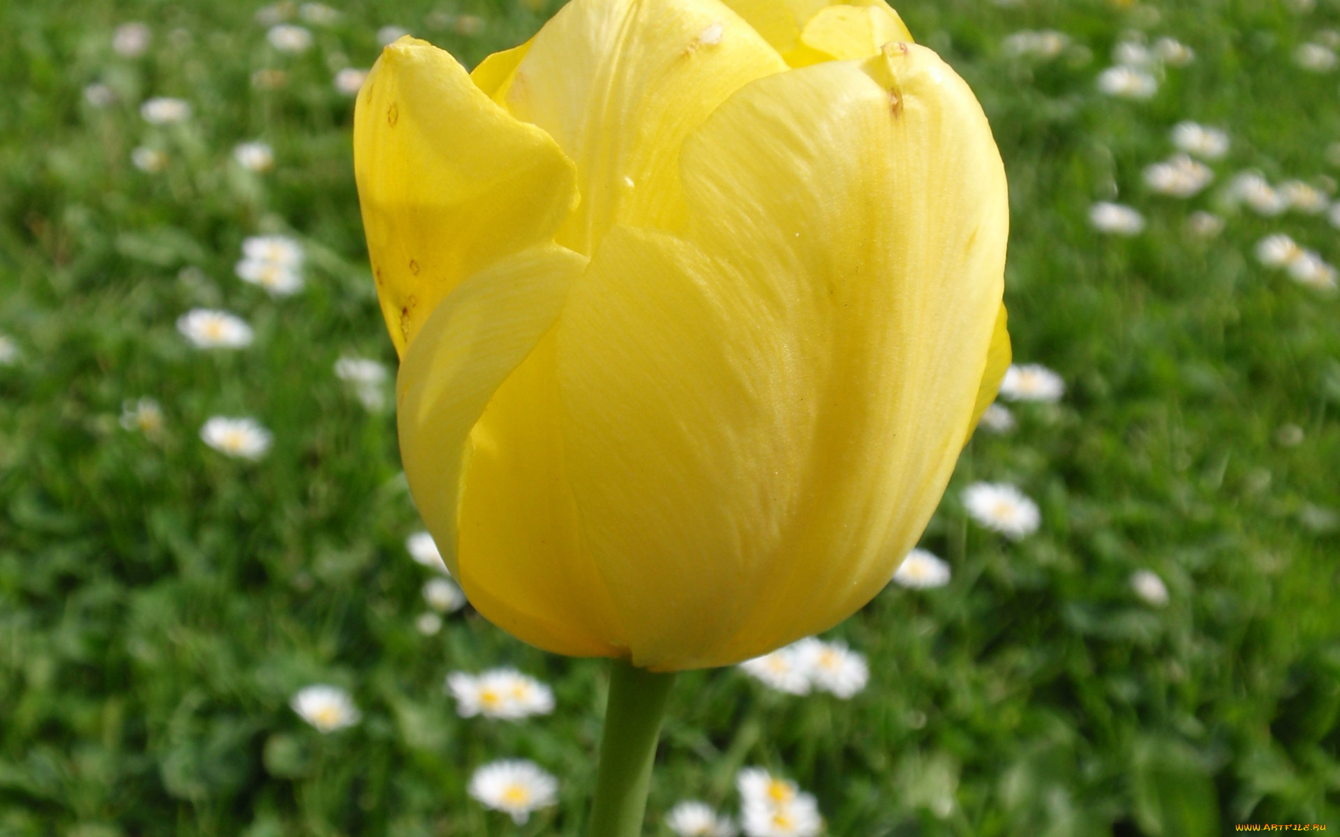 цветы, тюльпаны, желтый