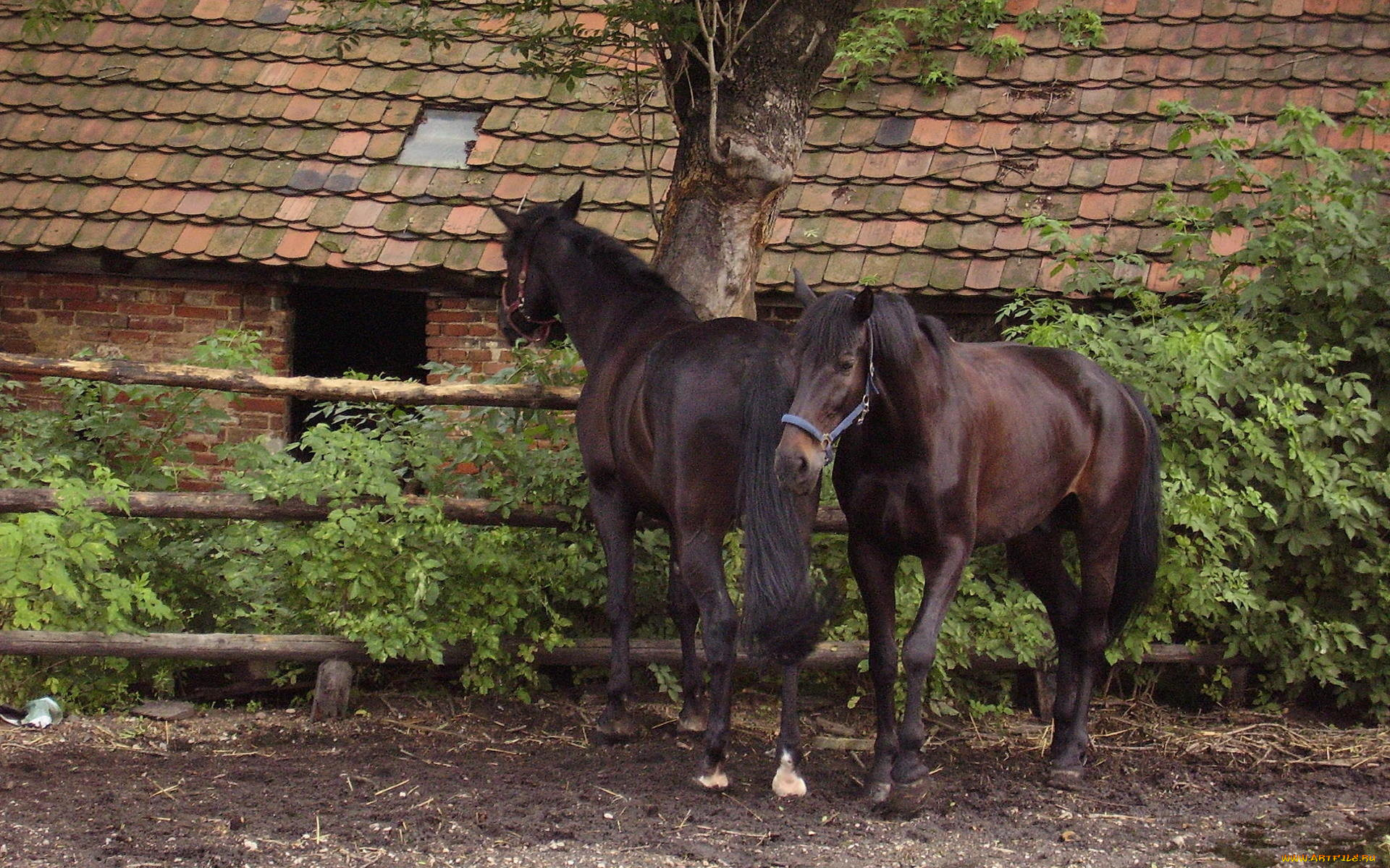 животные, лошади, кусты, сарай