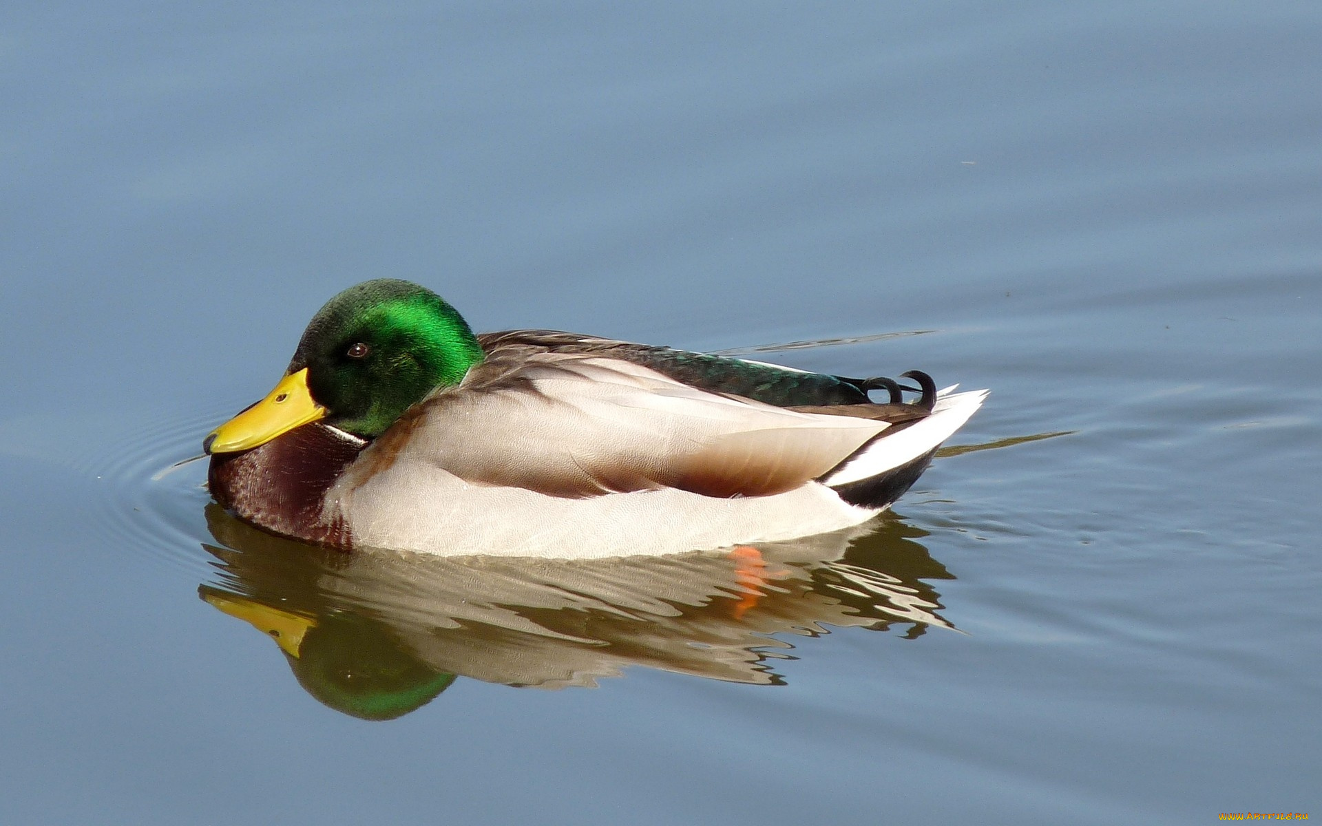 животные, утки, вода, утка