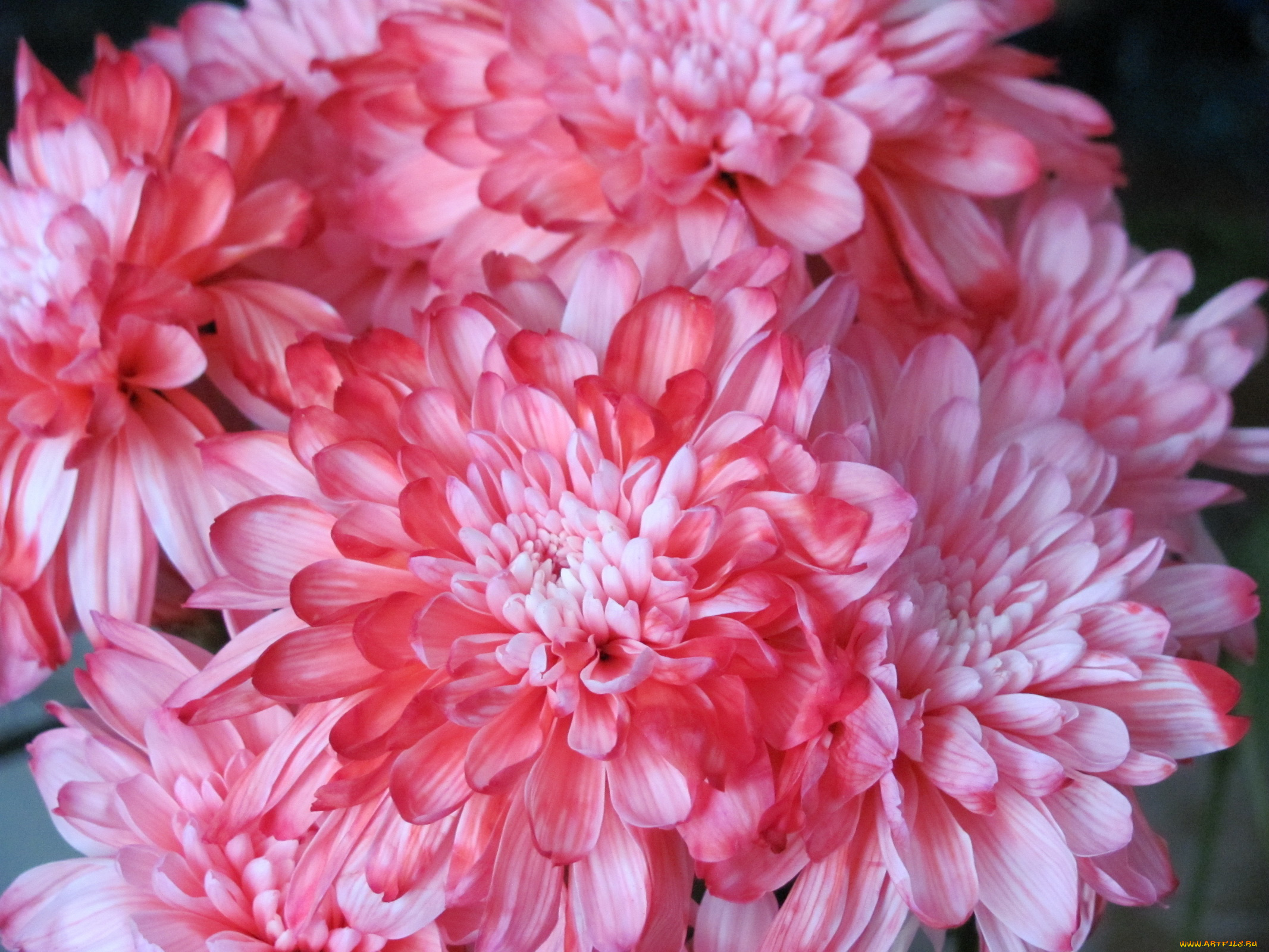 цветы, хризантемы, макро