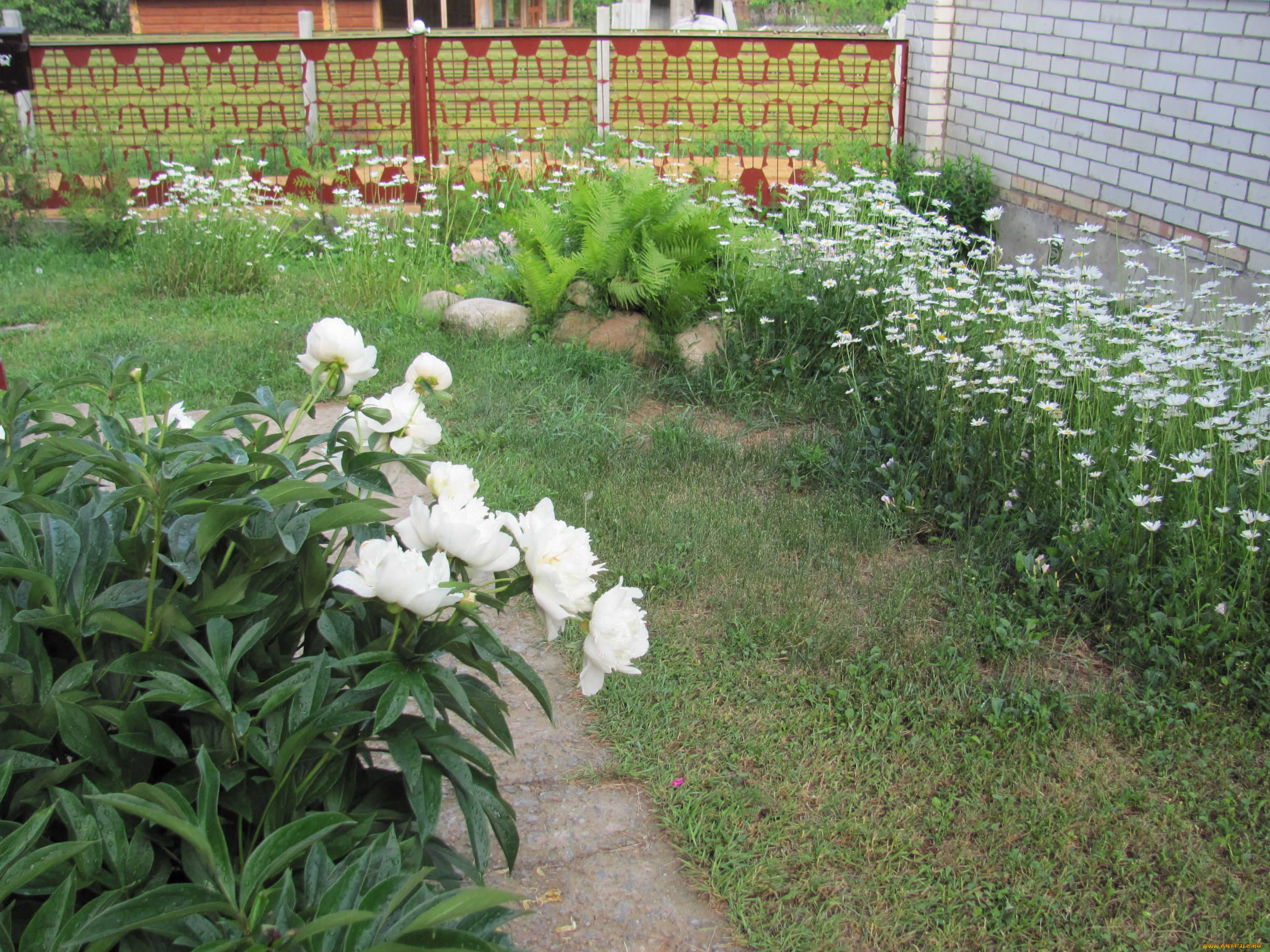 цветы, разные, вместе, пионы, ромашки, папоротник