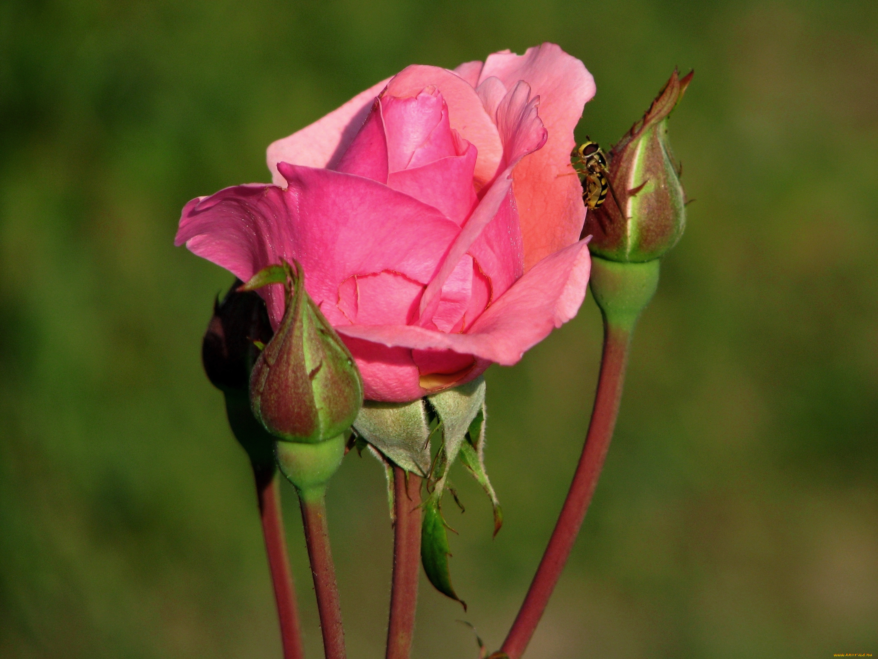 цветы, розы, бутоны