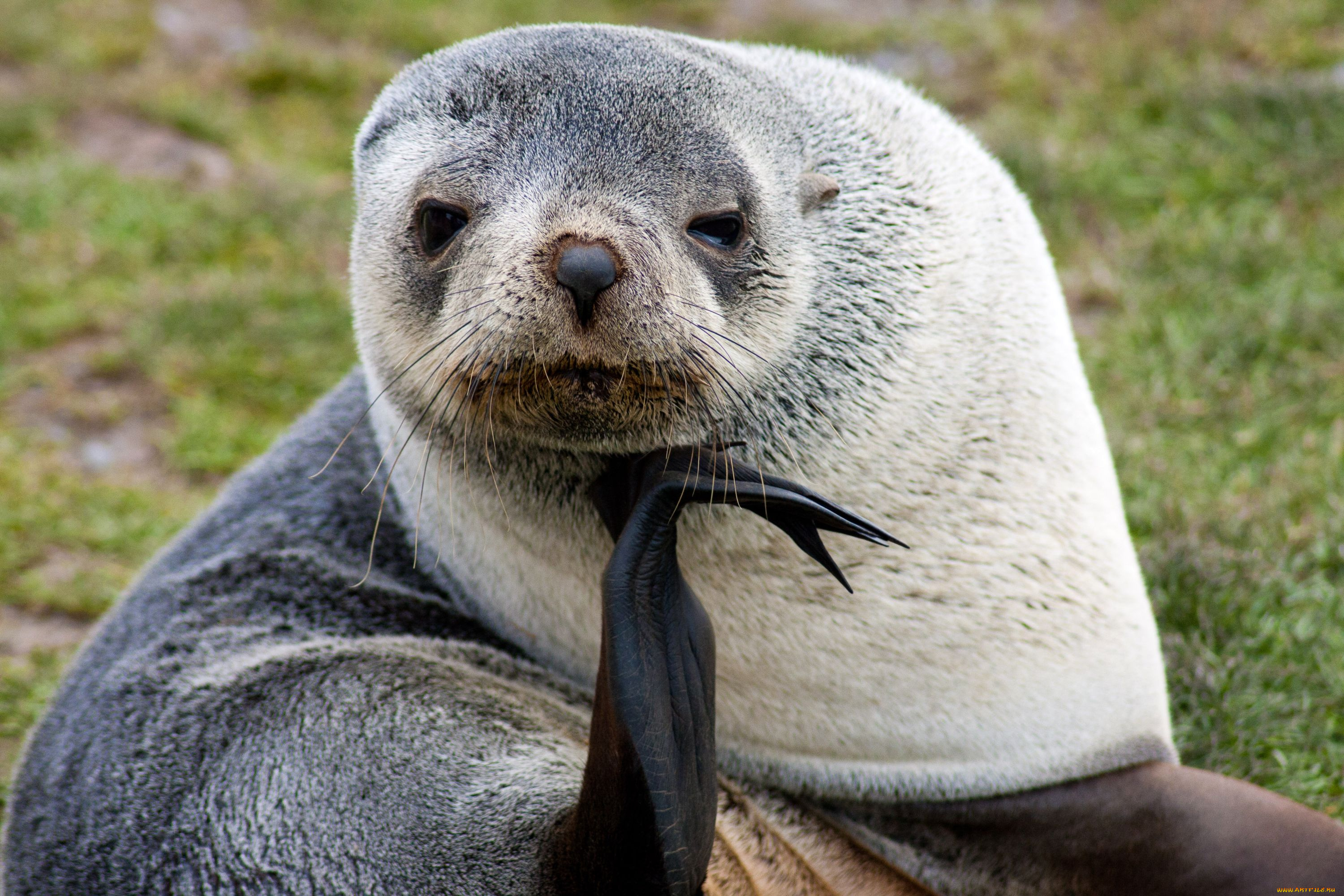 животные, тюлени, морские, львы, котики, морской, котик, задумчивость, философ