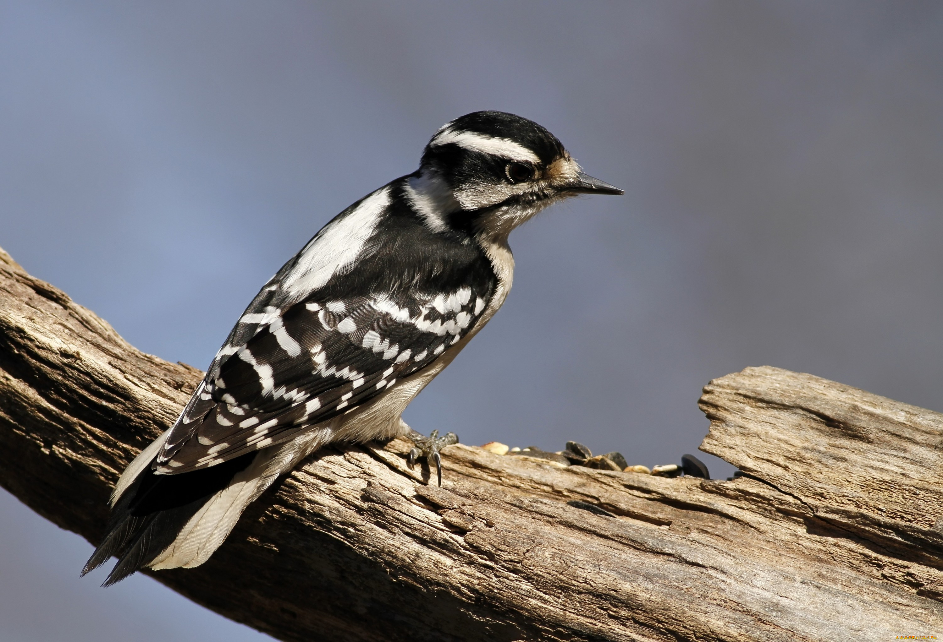 животные, дятлы, ветка