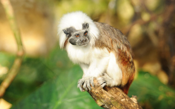 Картинка животные обезьяны ветка