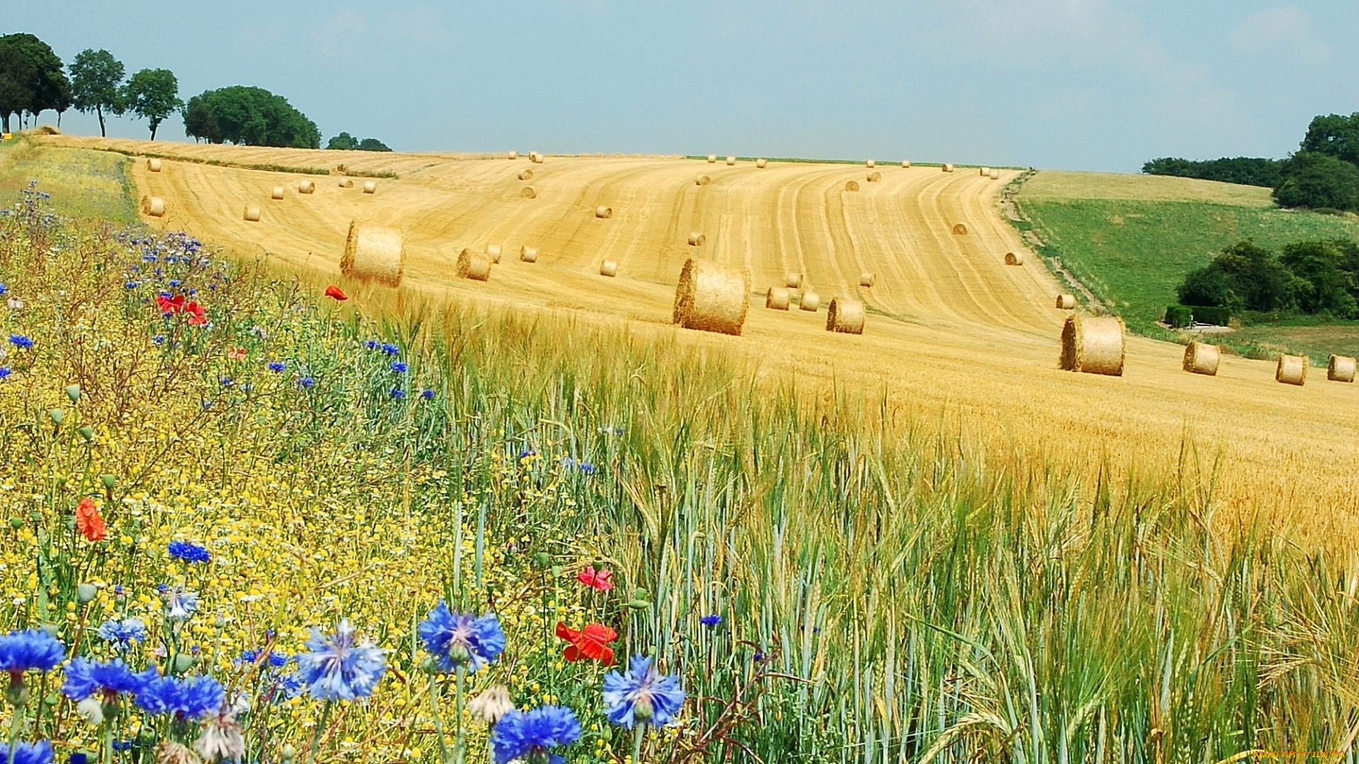 природа, поля, поле, цветы