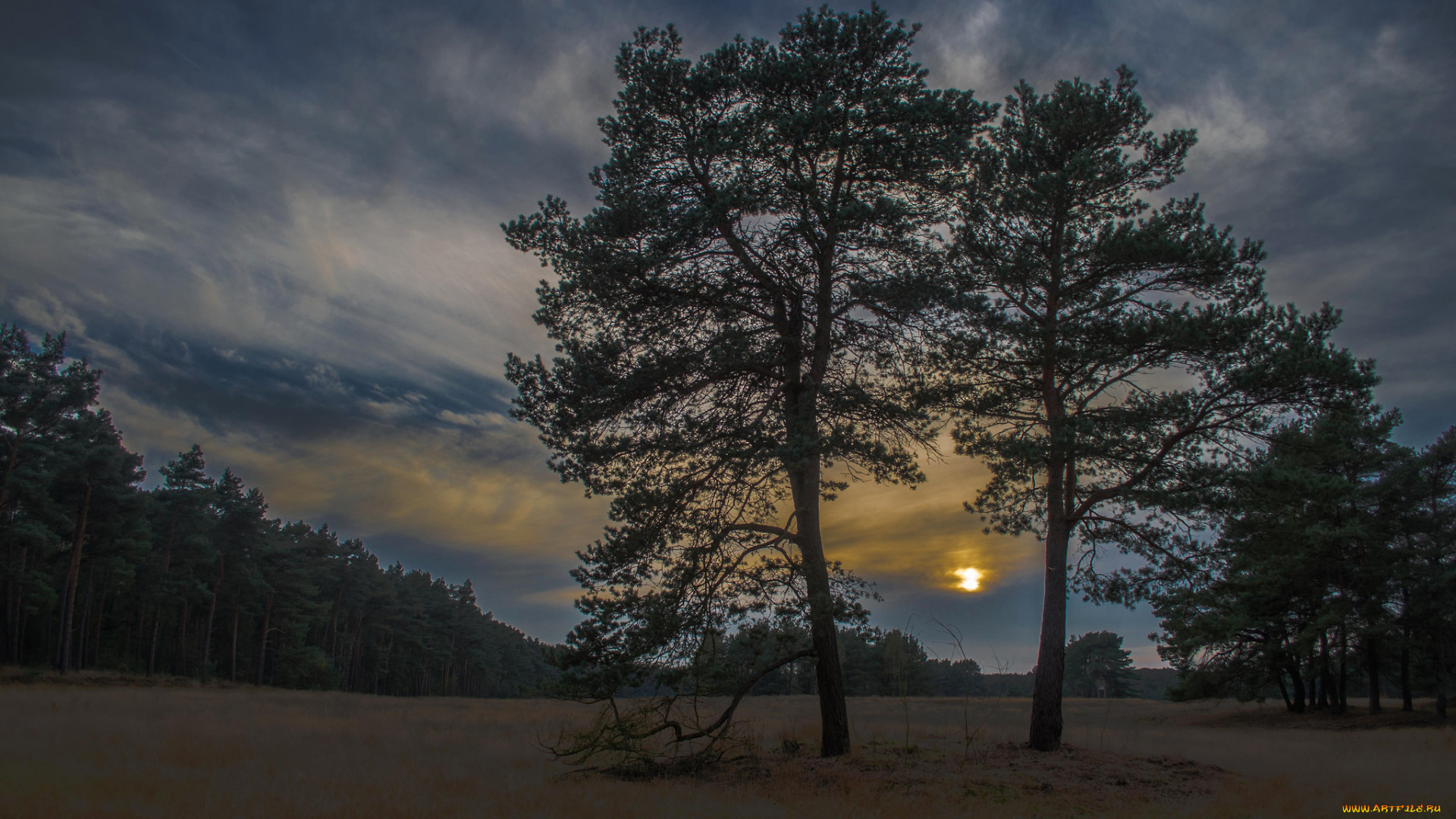 природа, деревья, осень, трава, закат, облака, небо