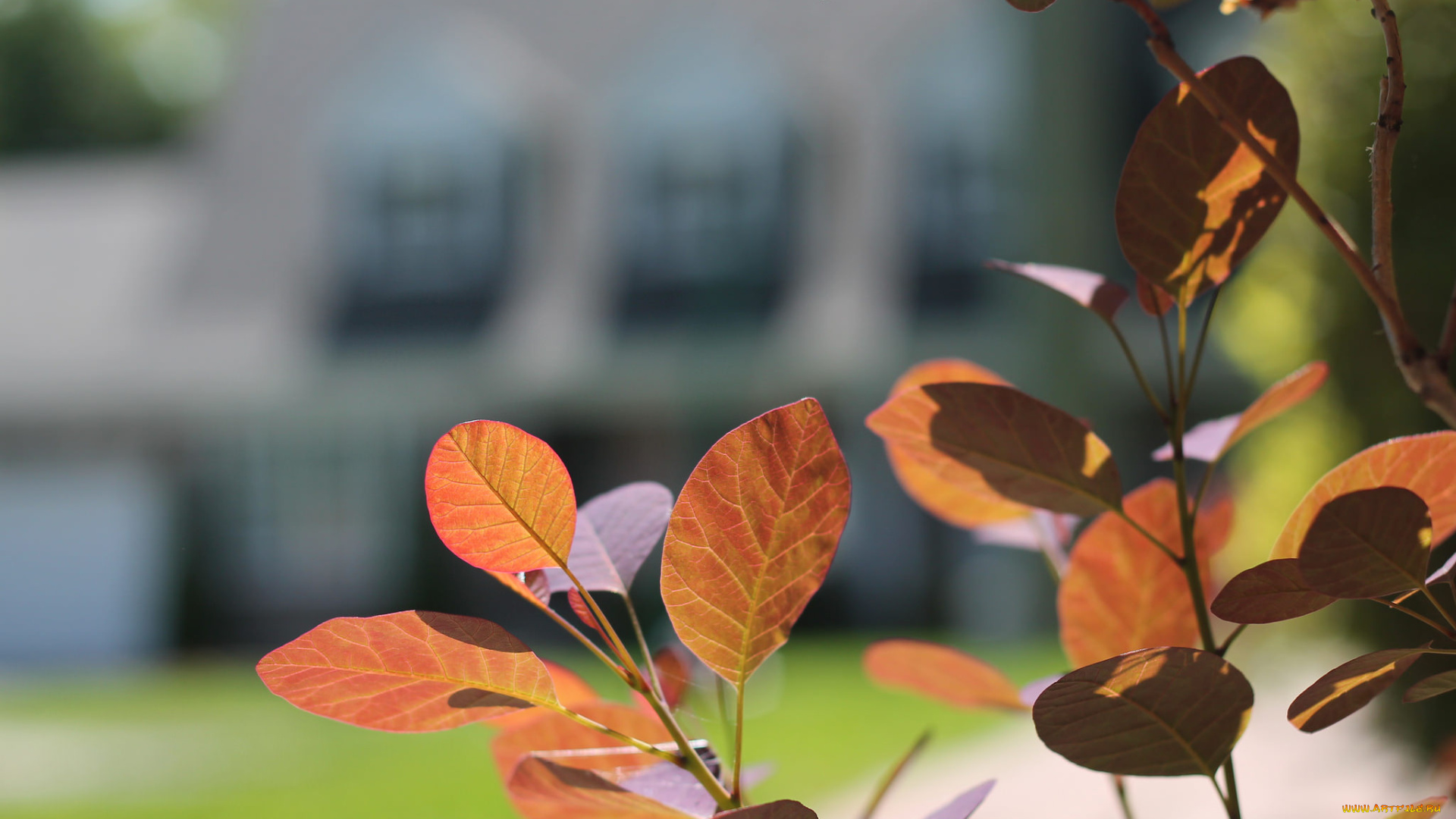 природа, листья