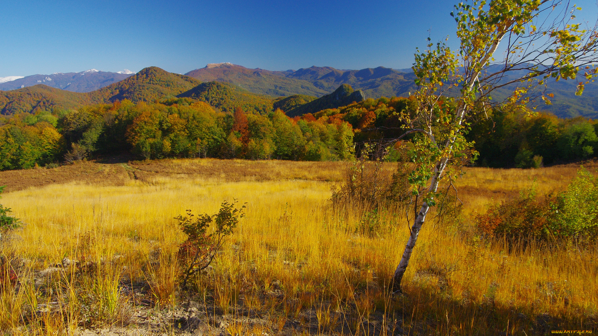 природа, пейзажи, березка, трава, поле, деревья, солнце, лес, холмы, горы, осень
