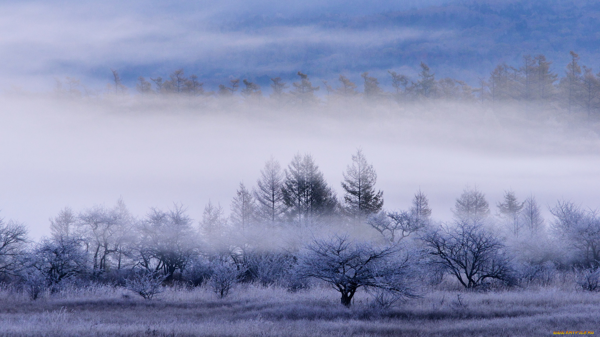 природа, пейзажи, трава, поле, иней, лес, туман, деревья