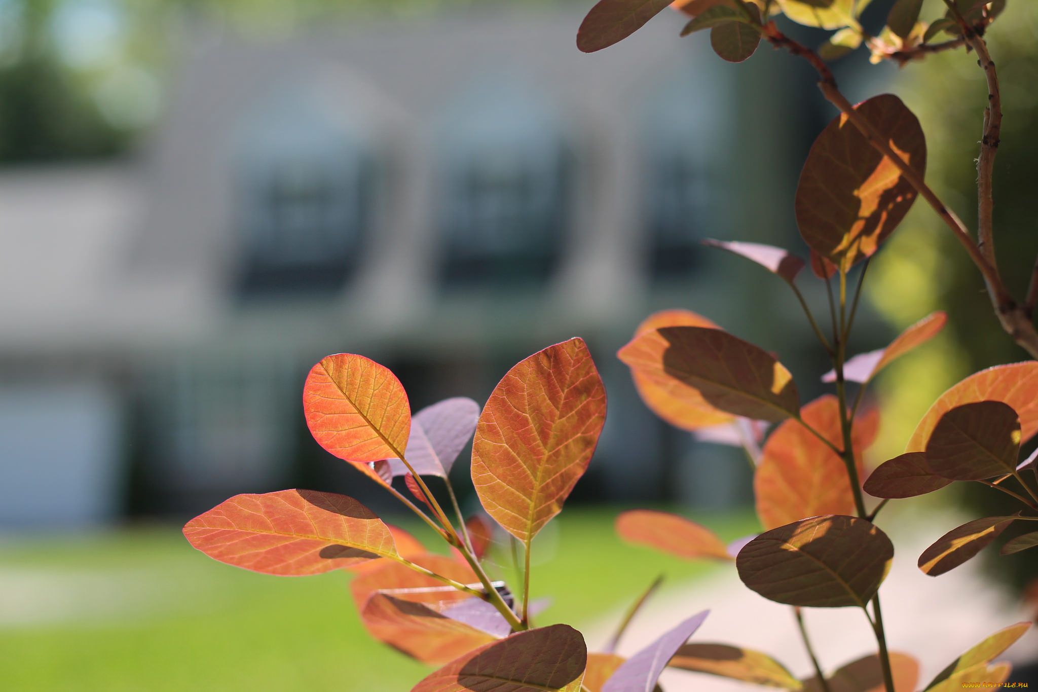 природа, листья