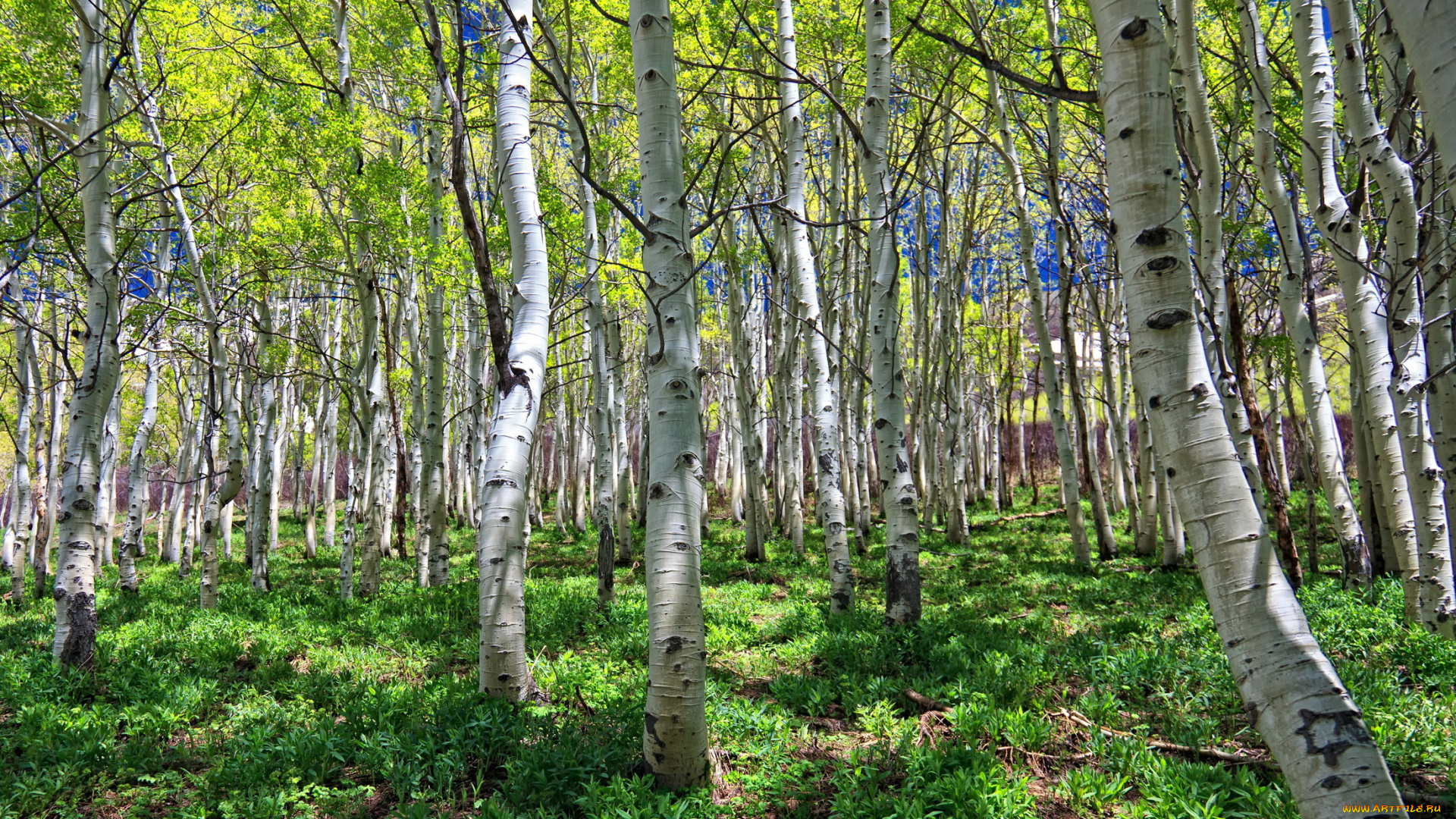 природа, лес, берёзовая, роща, деревья, лето, берёза