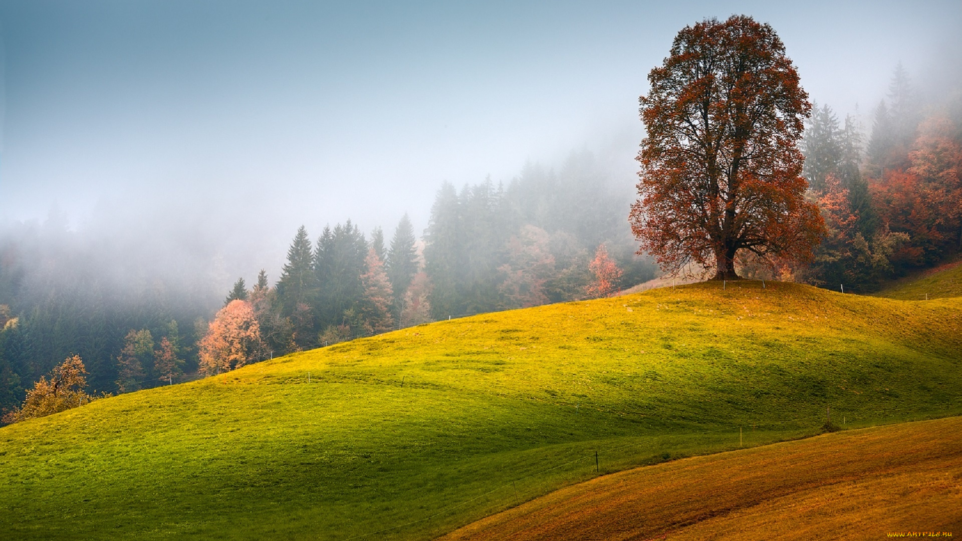 природа, пейзажи, холмы, поле, лес, дерево, краски, туман, aivars