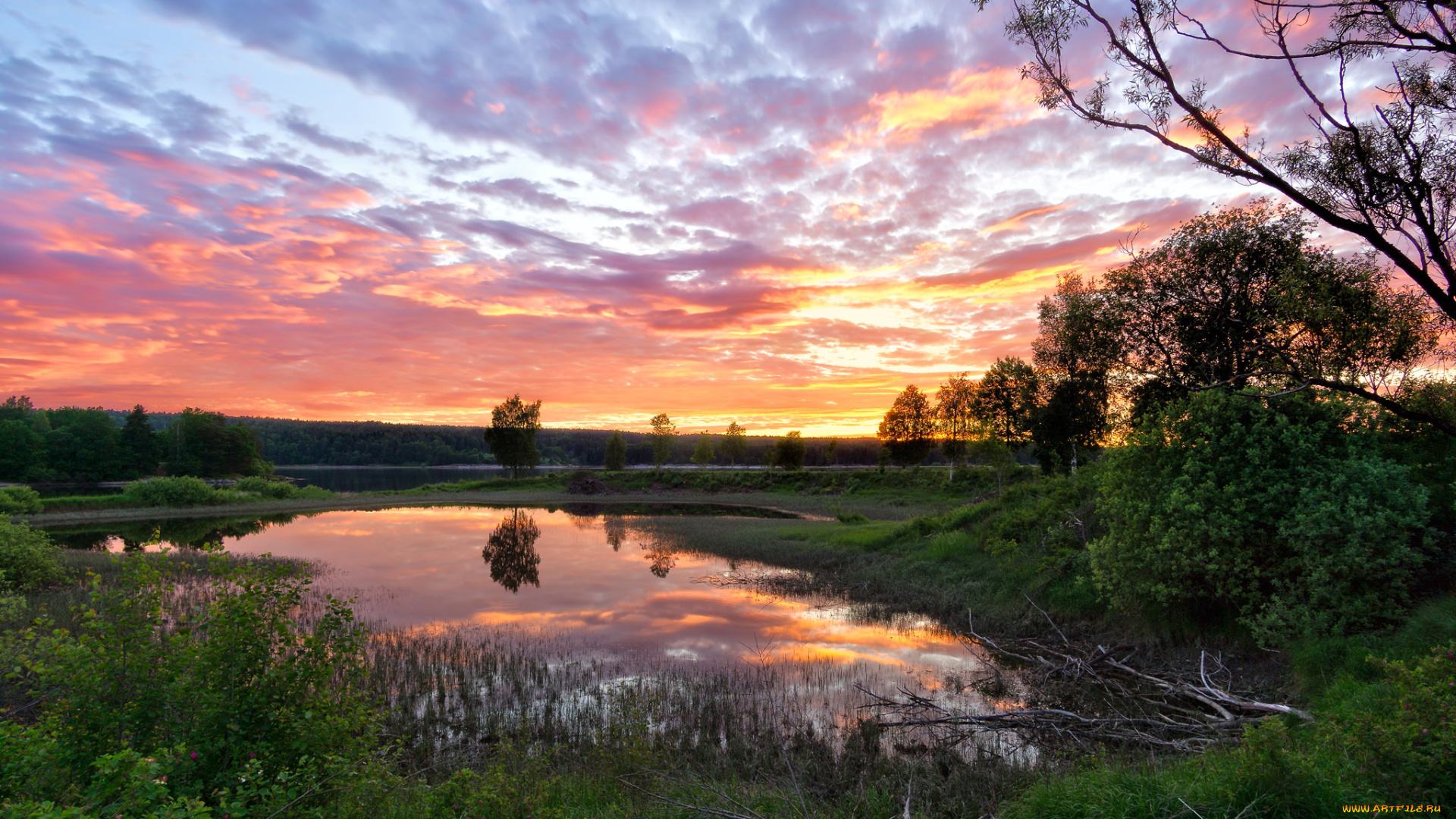 природа, реки, озера, река, лес