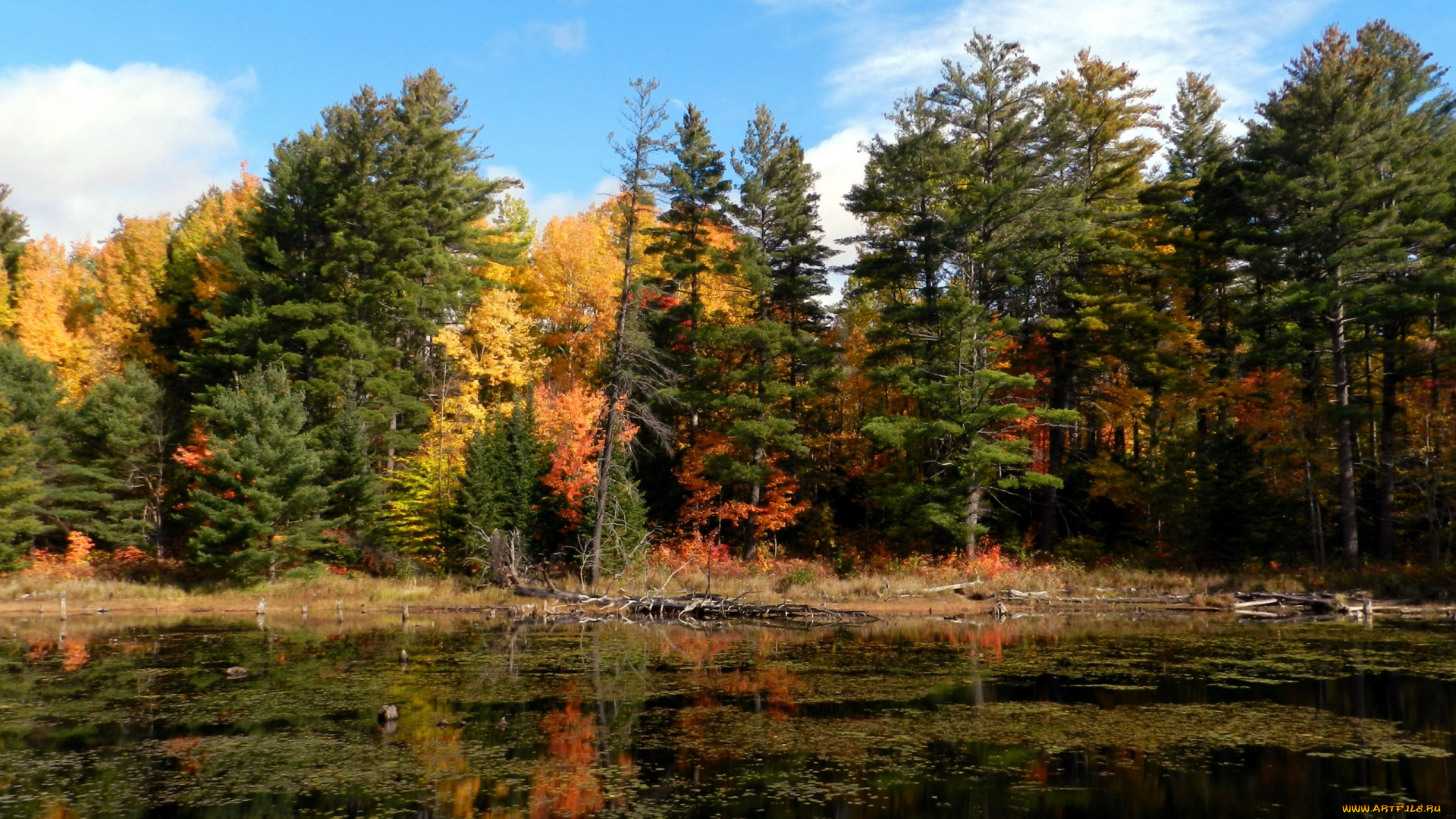 природа, реки, озера, вода, деревья, осень