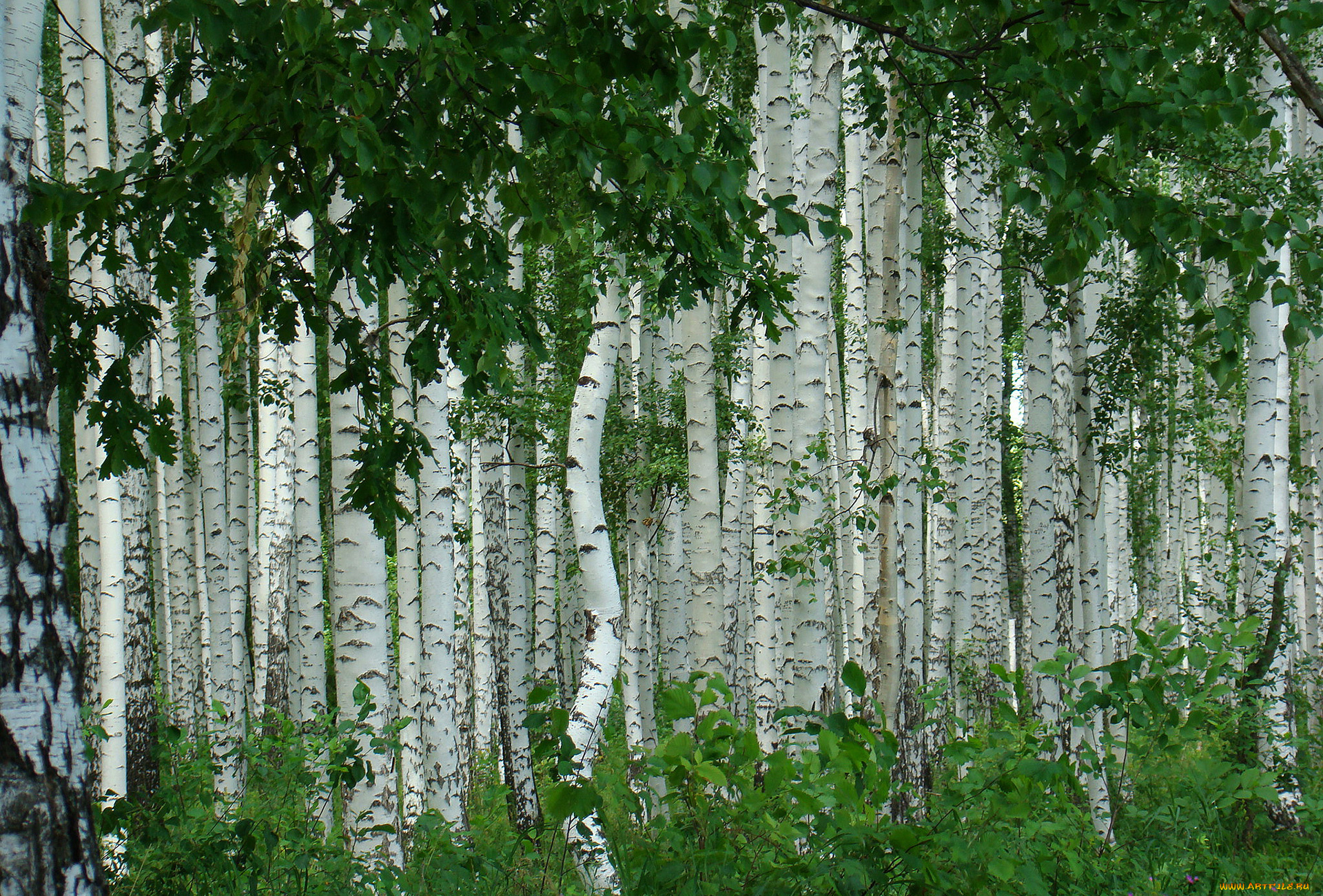 природа, лес, лето, берёза, деревья, берёзовая, роща