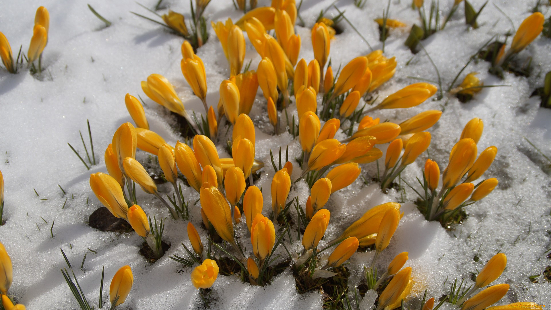 цветы, крокусы, снег, желтые