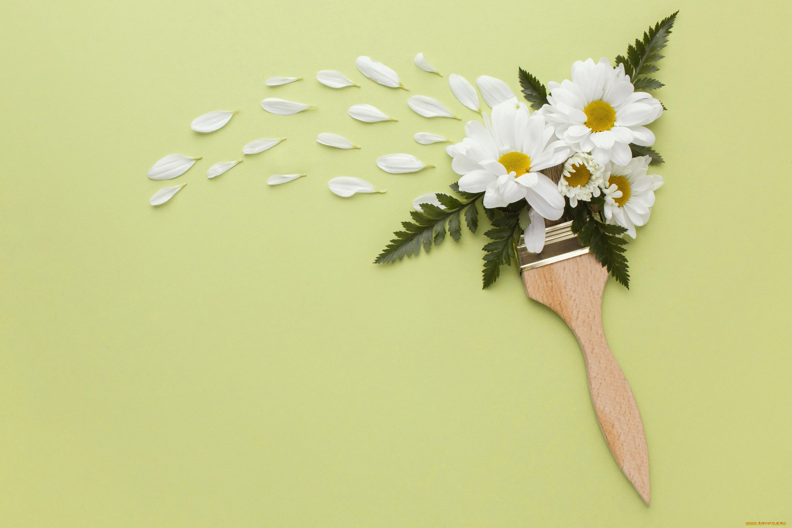 цветы, хризантемы, белые, лепестки