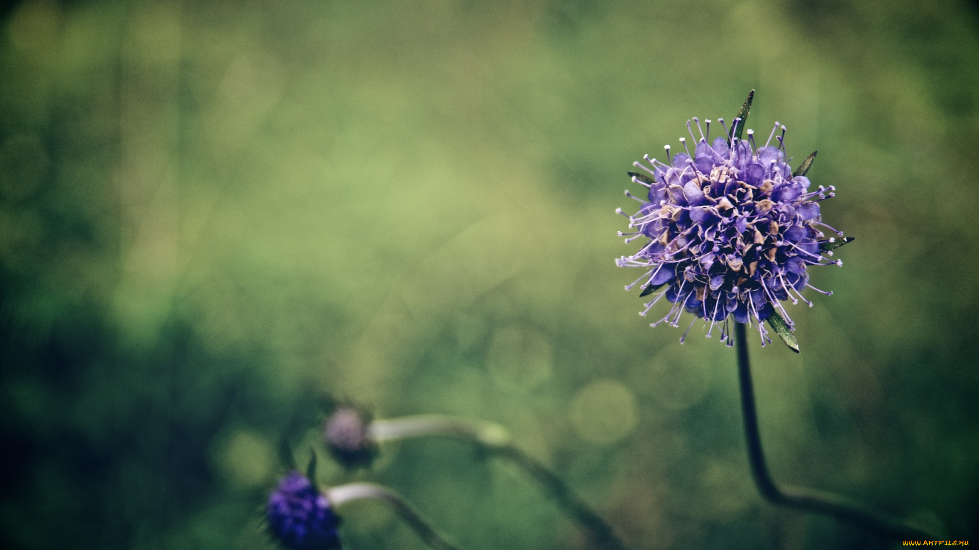 цветы, аллиум, , декоративный, лук, соцветие, головка