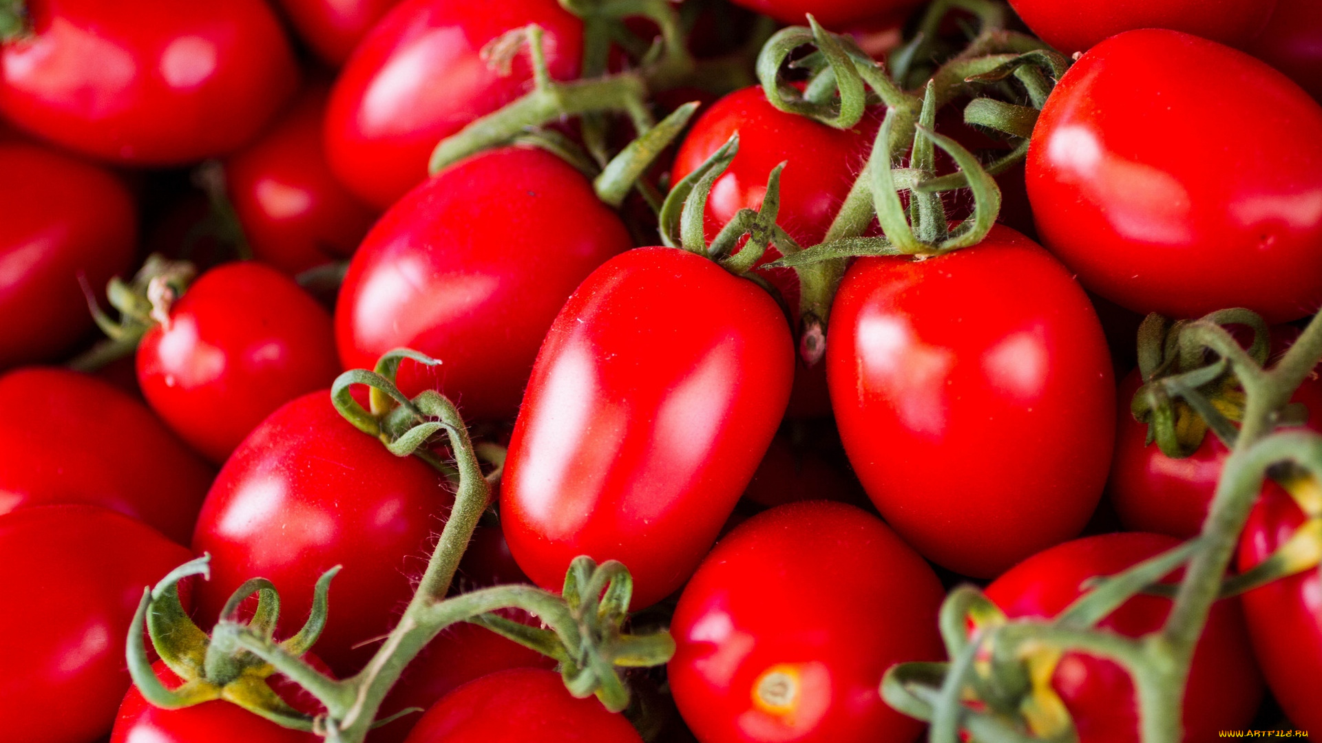 еда, помидоры, томаты