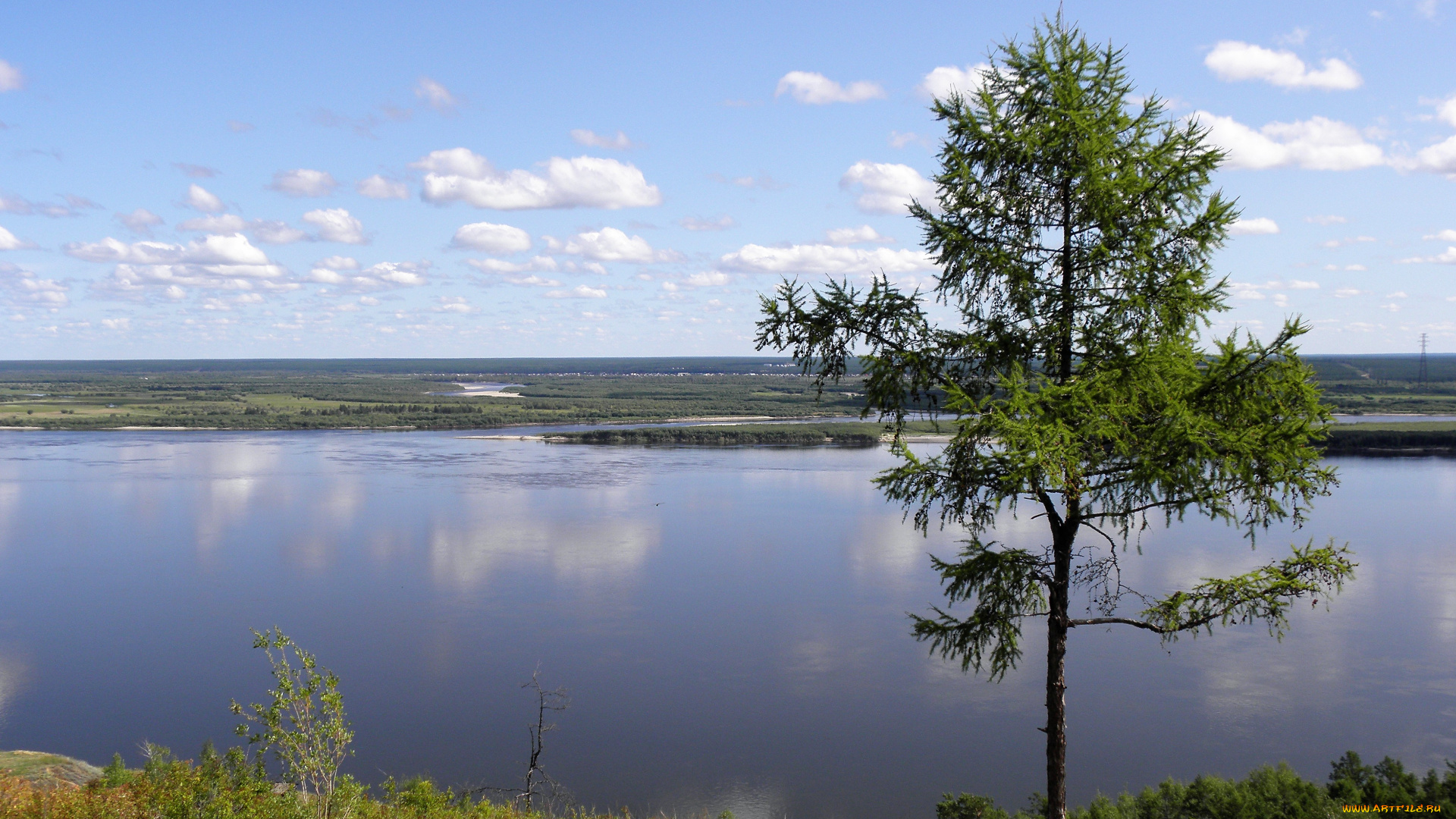 природа, реки, озера, лена, берега, дерево