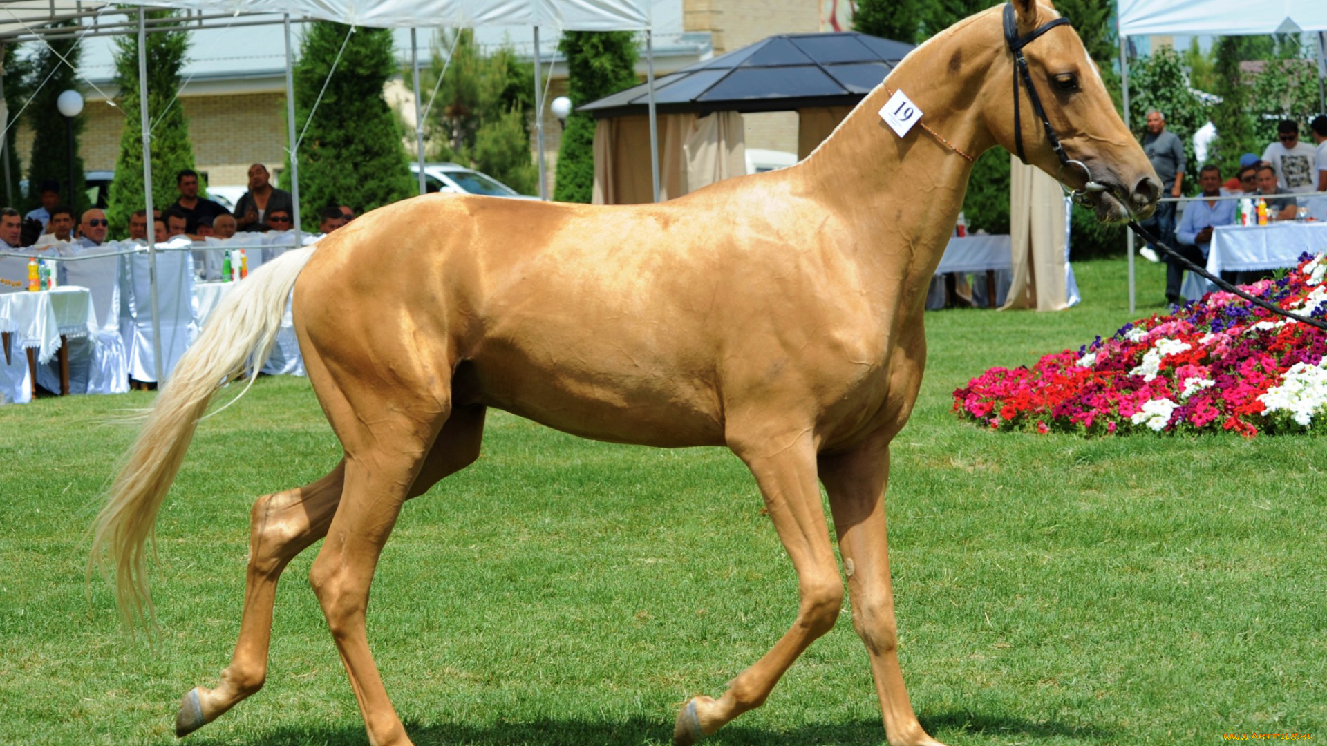 животные, лошади, лошадь, лужайка, люди