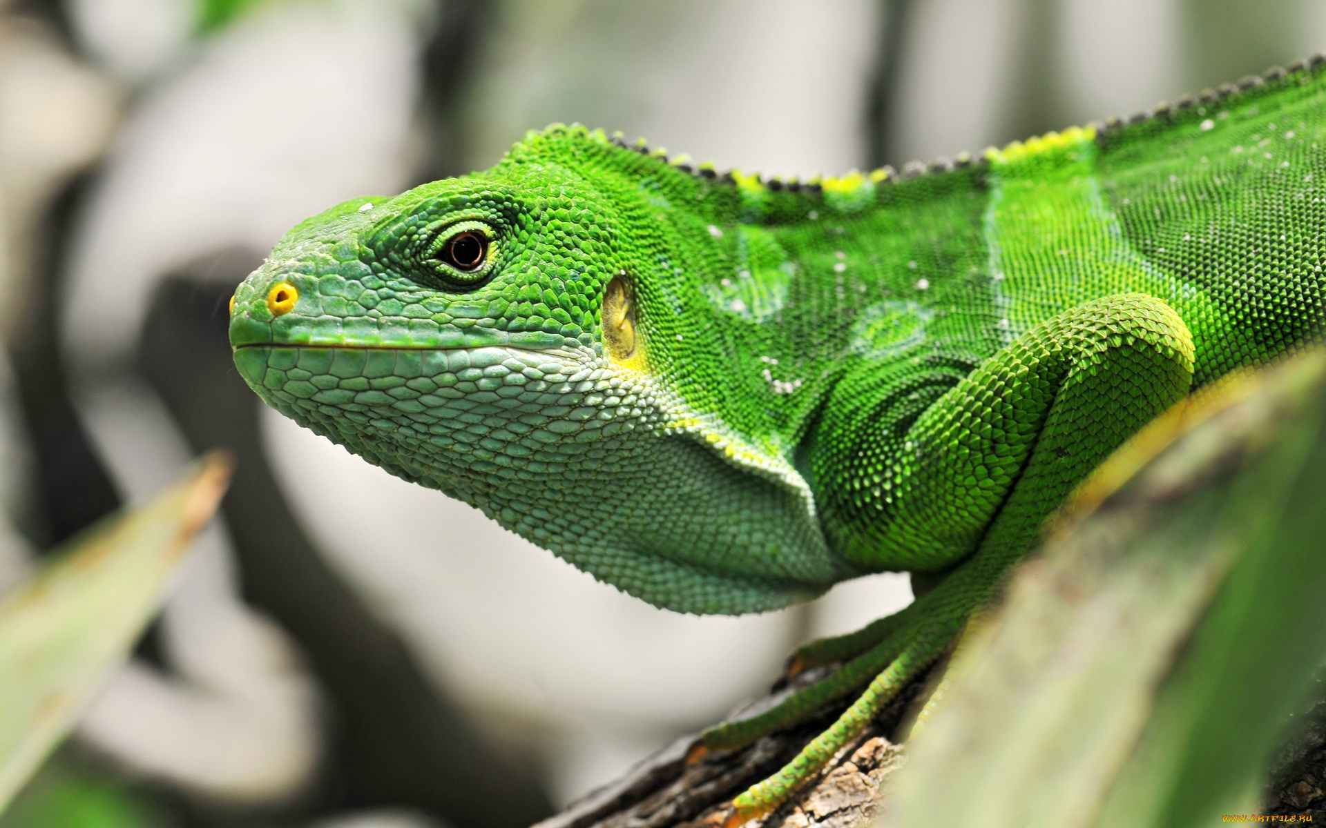 животные, ящерицы, , игуаны, , вараны, ящерица, зеленая