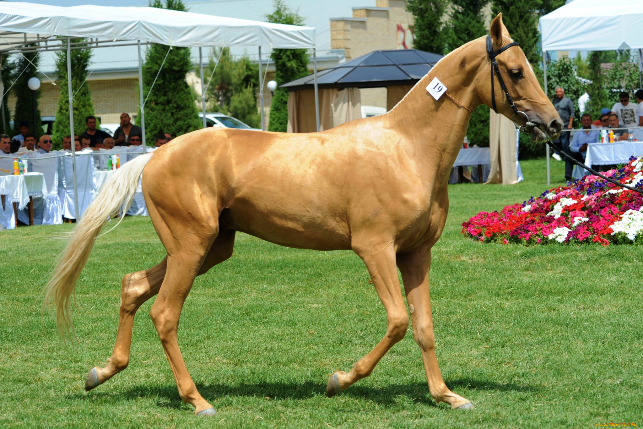 животные, лошади, лошадь, лужайка, люди